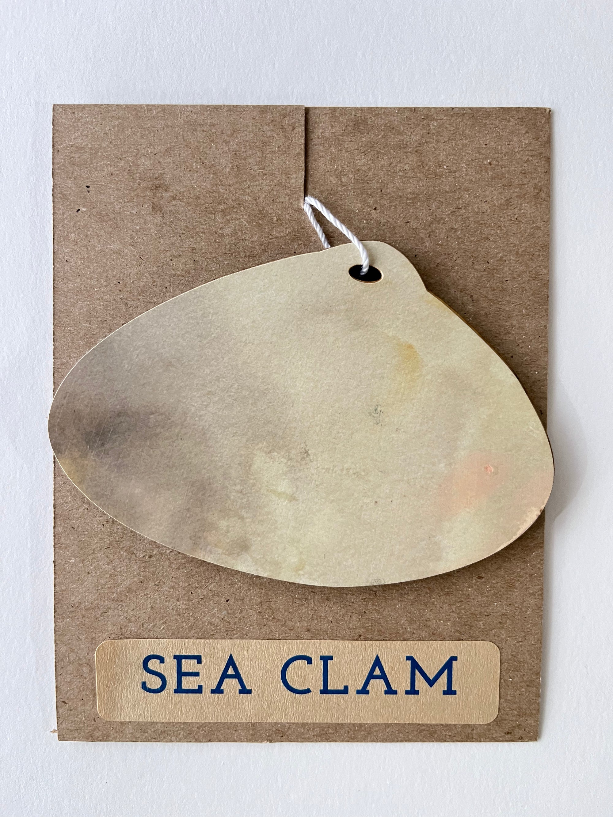 Sea Clam Ornament