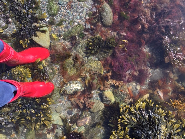 A magical tidal pool in Newport!