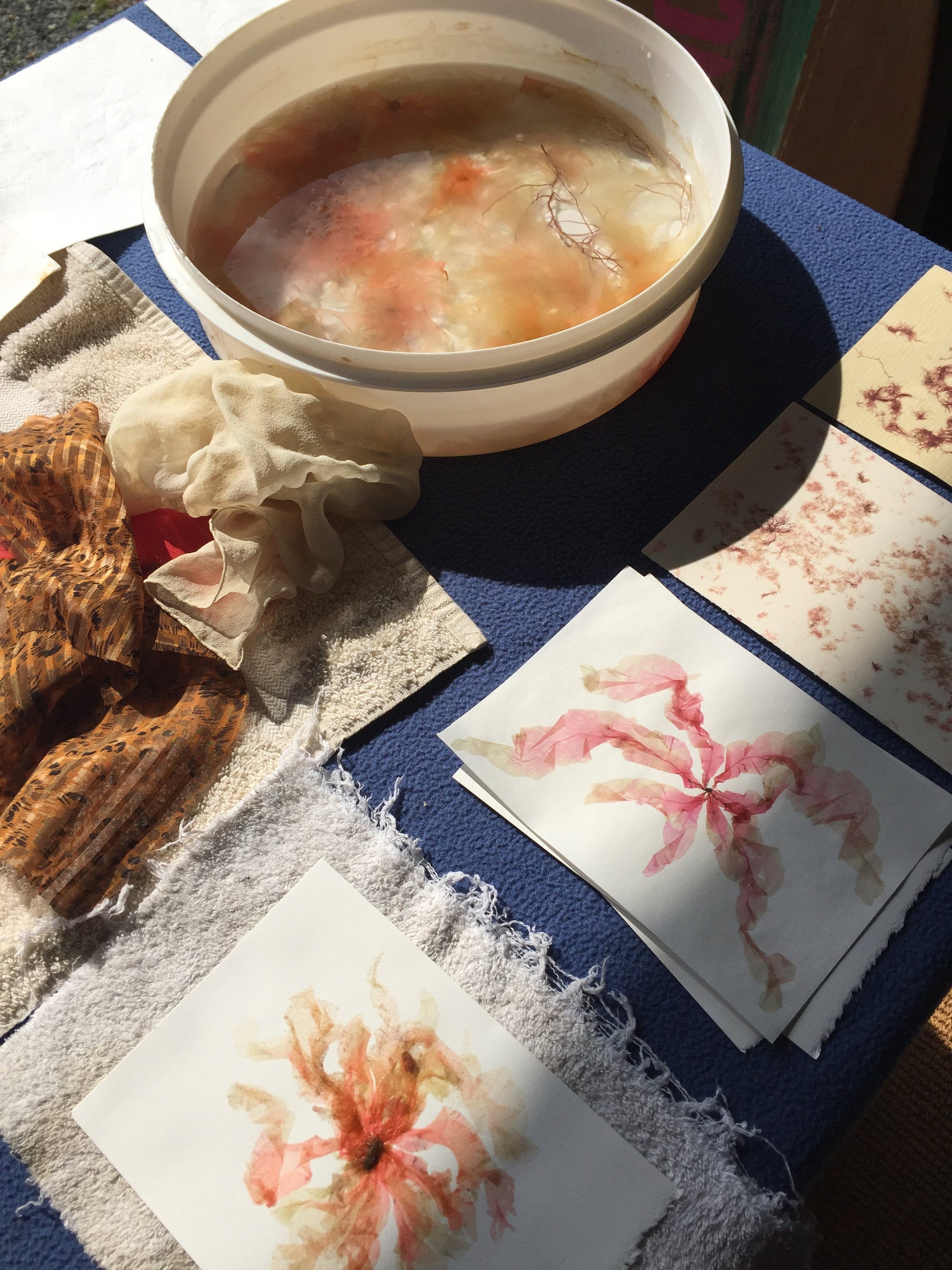 Seaweed pressing results!