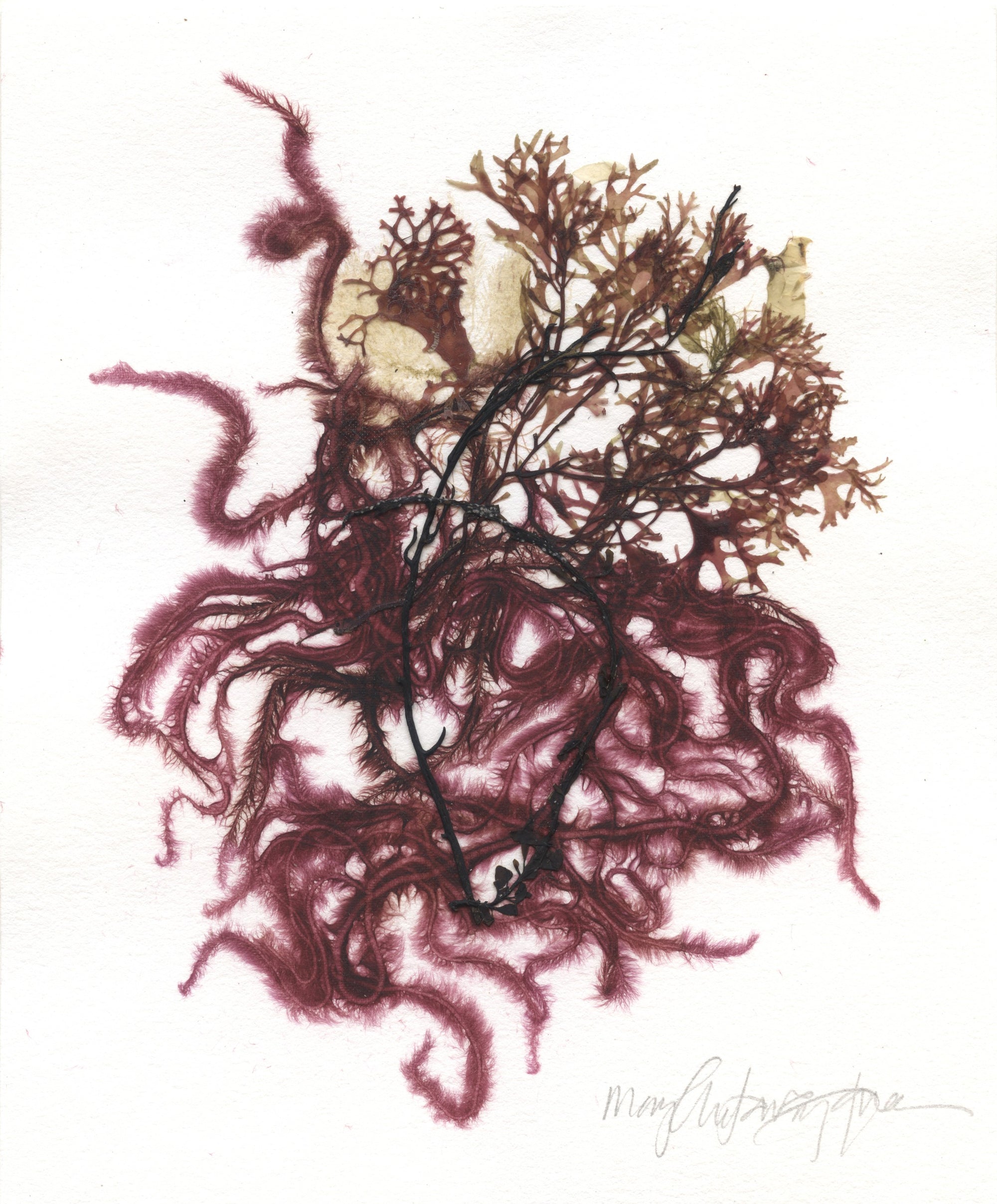 Original Seaweed Botanical Pressing: Irish & Chenille Collage