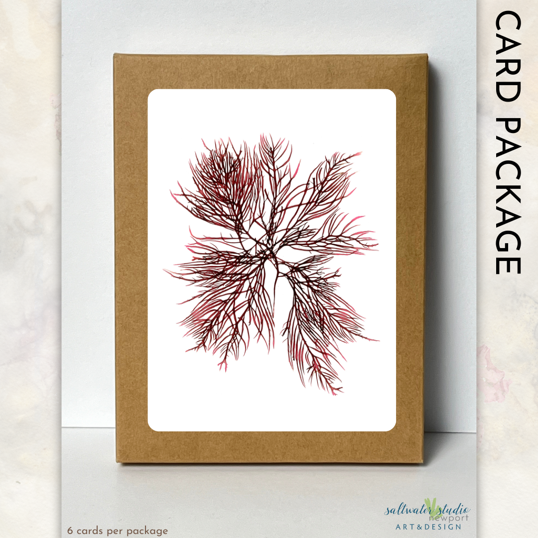 Sachuest Point Card Package