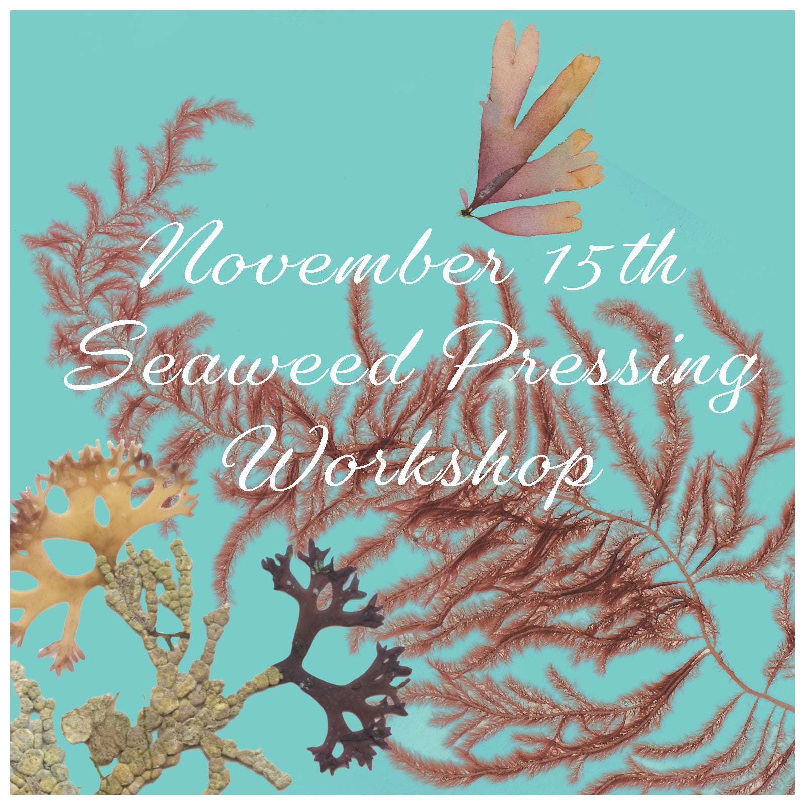 Seaweed Pressing Workshop November 15, 2025