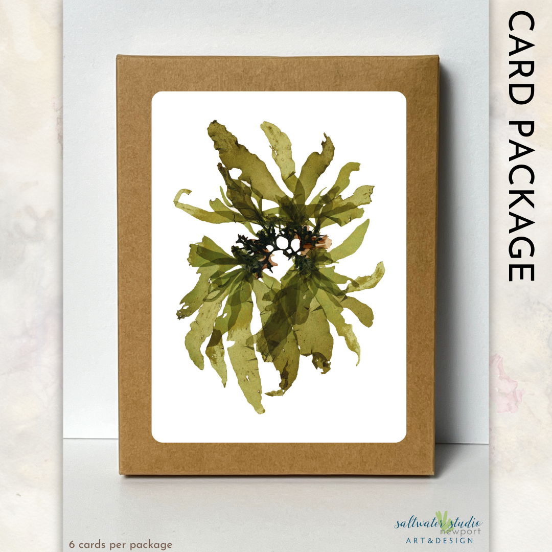 Zephyr's Cove Card Package