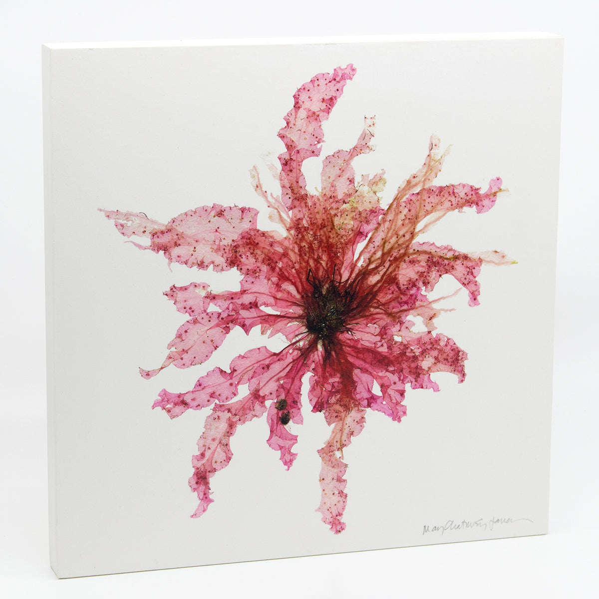 Grinelia Flowers with Mussel Shells Wood Panel Block