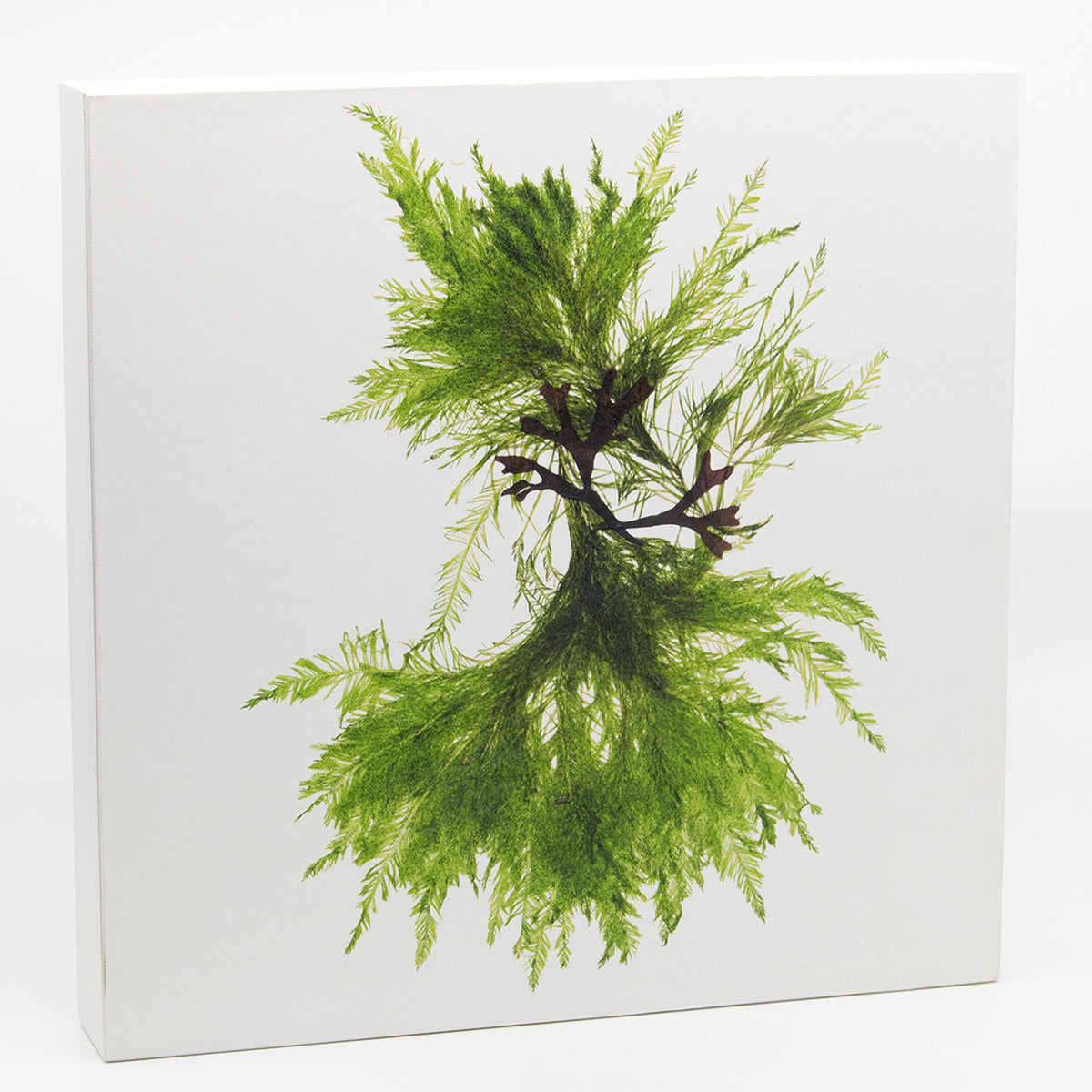 Sea Fern Collage Wood Panel Block