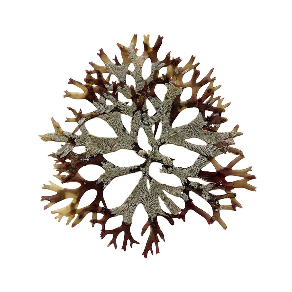 Sea Snowflake Wood Panel Block