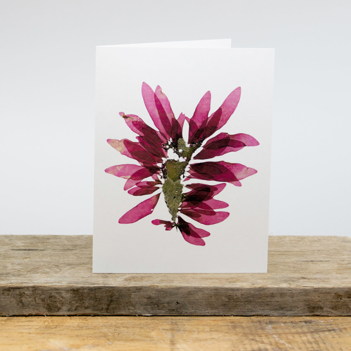 Aquidneck Butterfly Greeting Card