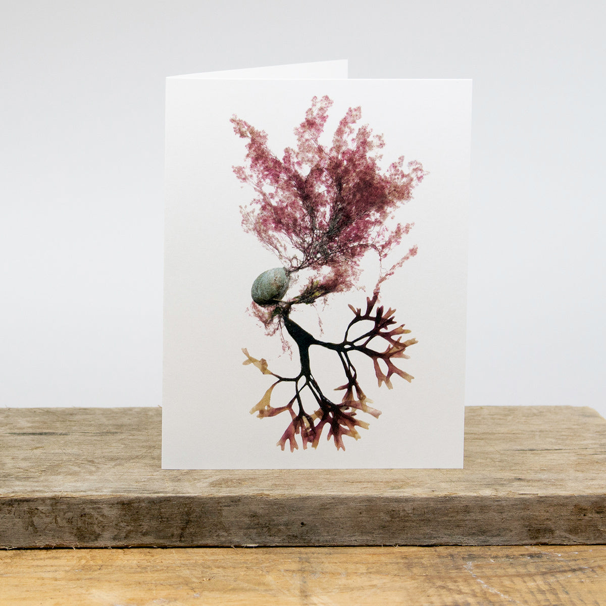 Beauty Weed & Slipper Shell Collage Greeting Card