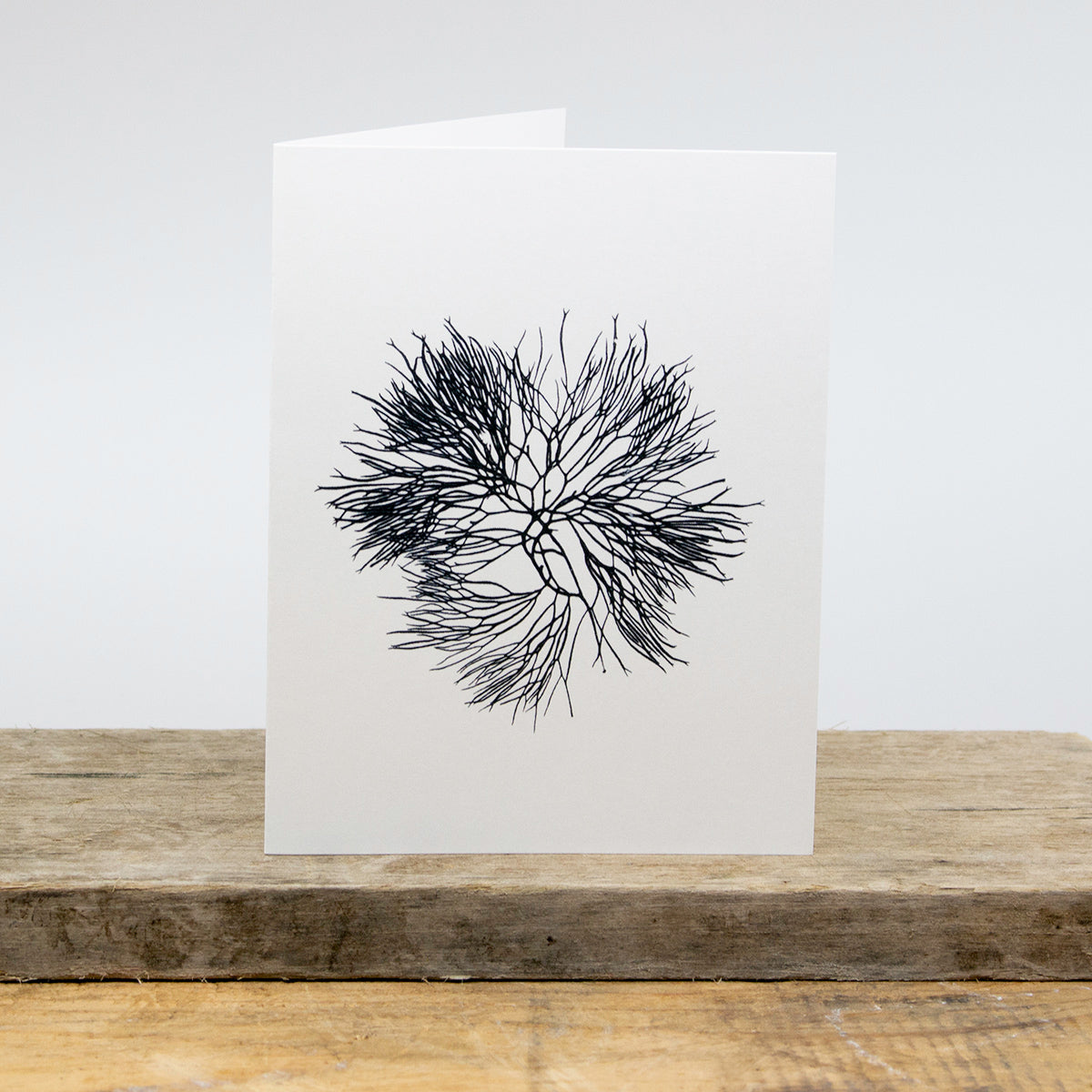 Atlantic Seaweed Card Package