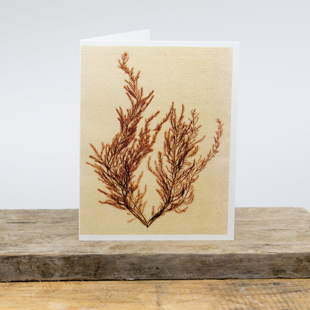 Dasya Baillouviana Greeting Card