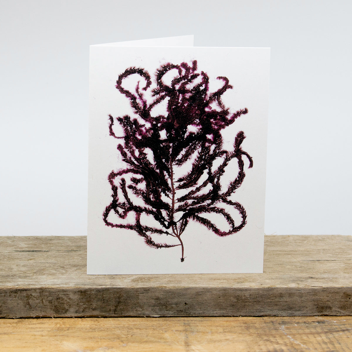 Sachuest Point Card Package