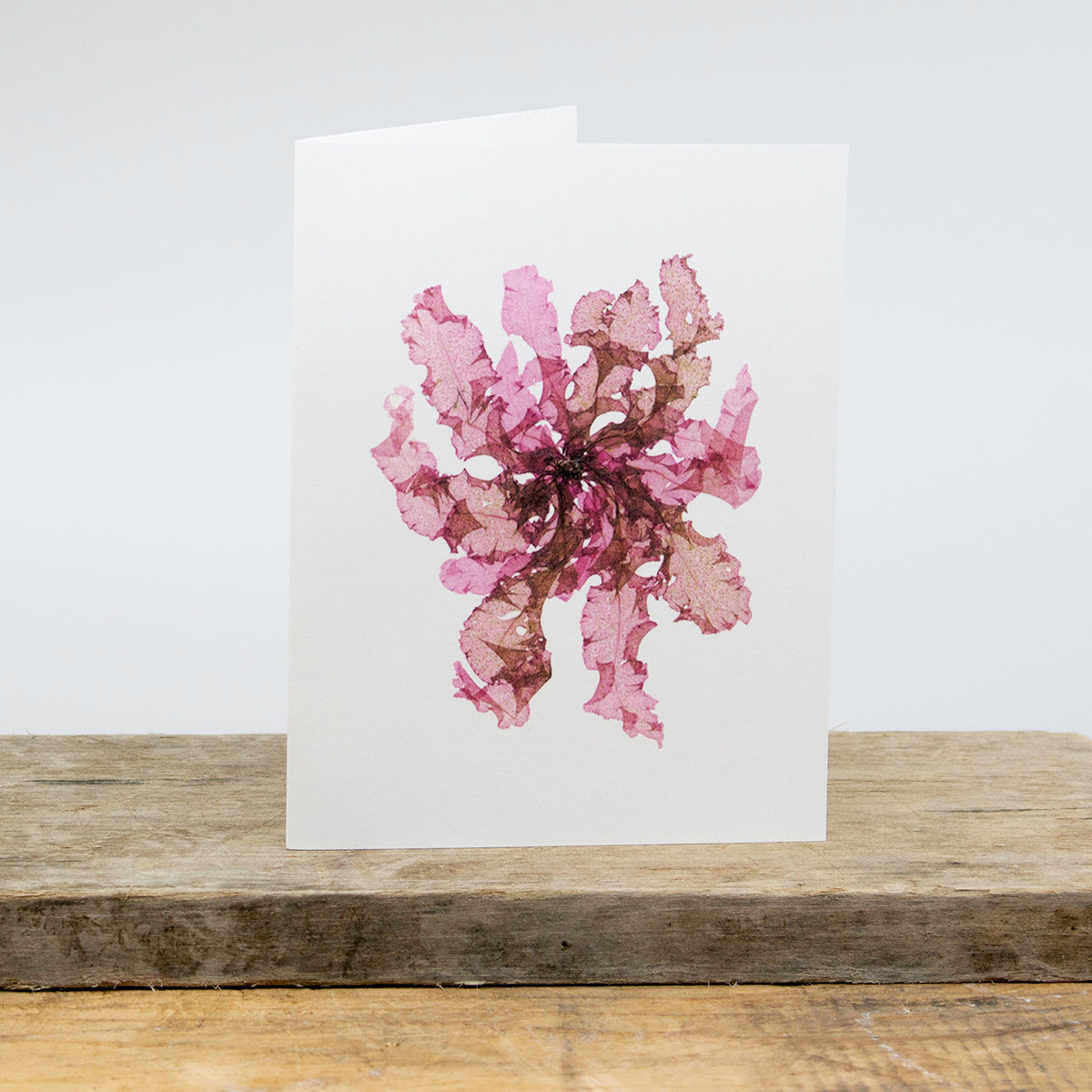 Magenta Grinelia Greeting Card