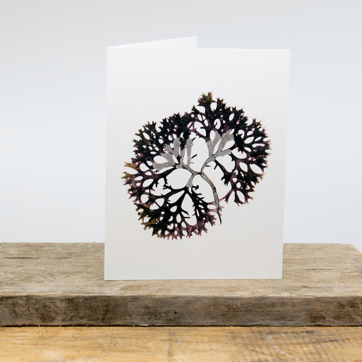 Marblehead Irish Moss Greeting Card