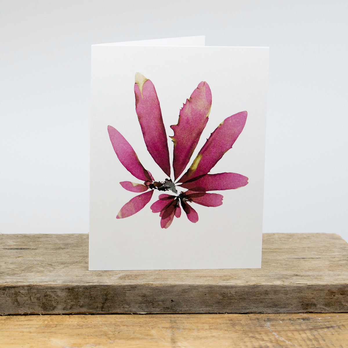 Sachuest Butterfly Greeting Card