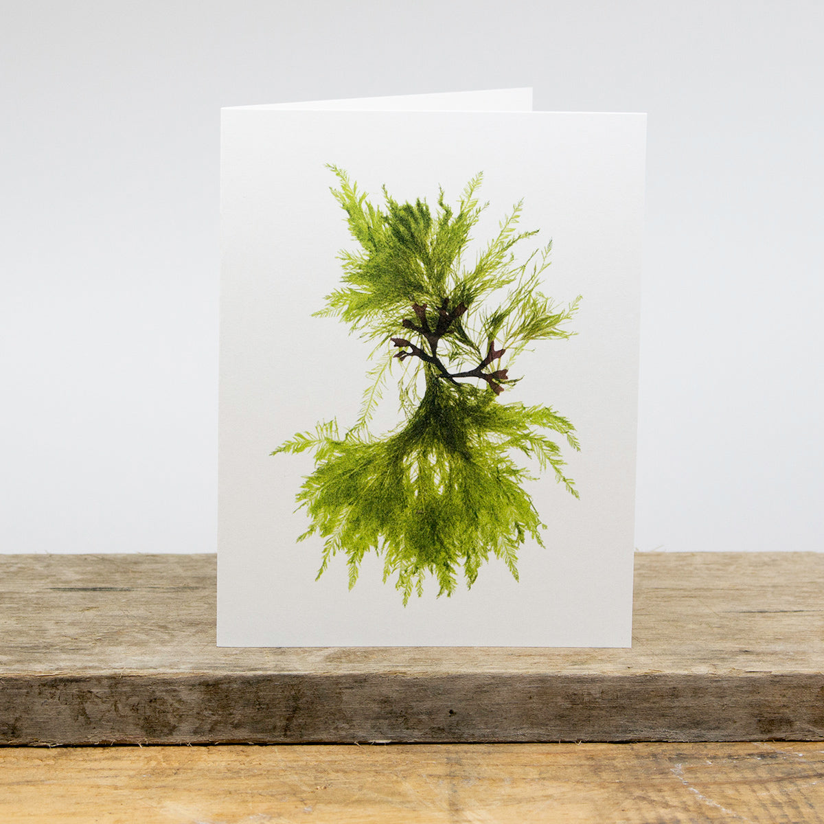 Sea Fern Collage Greeting Card
