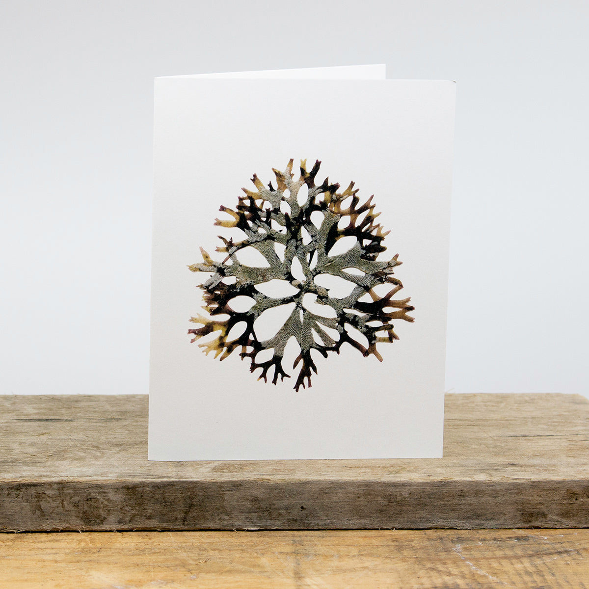 Sea Snowflake (Irish Moss)