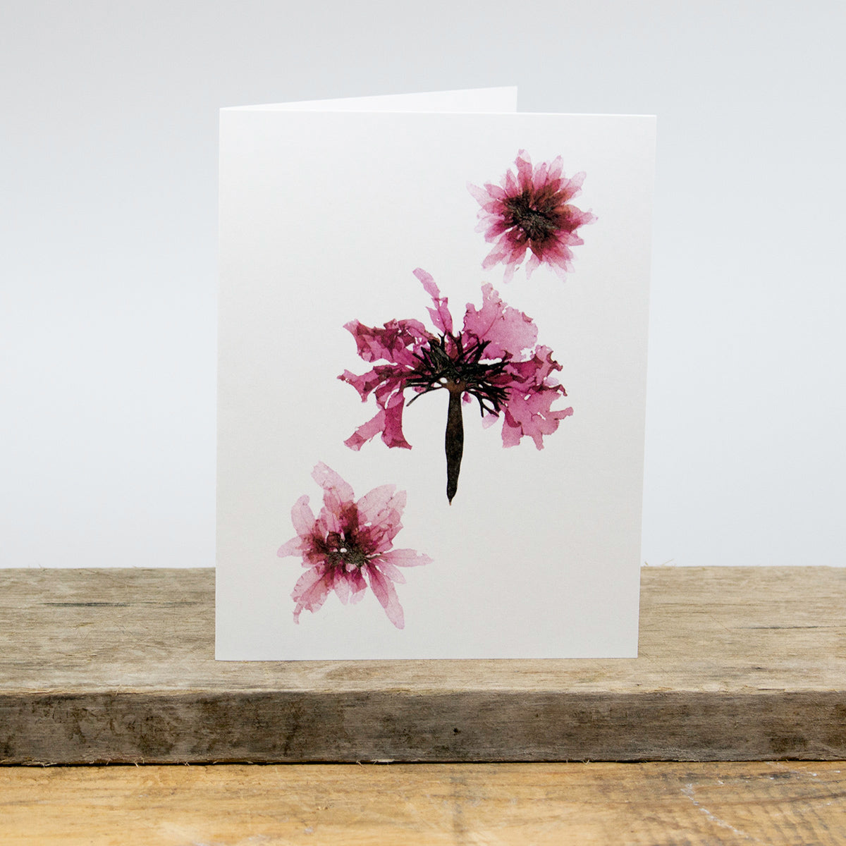 Sachuest Point Card Package