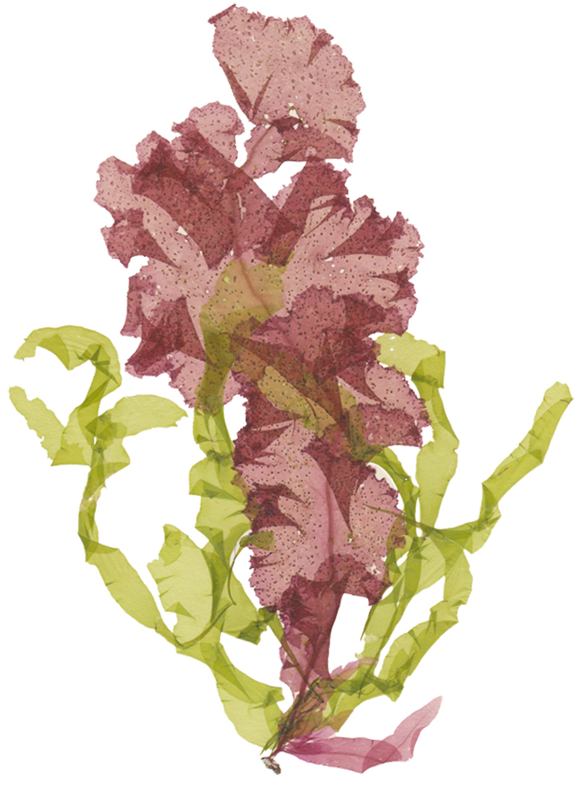 Grinnell and Green Seaweed Collage