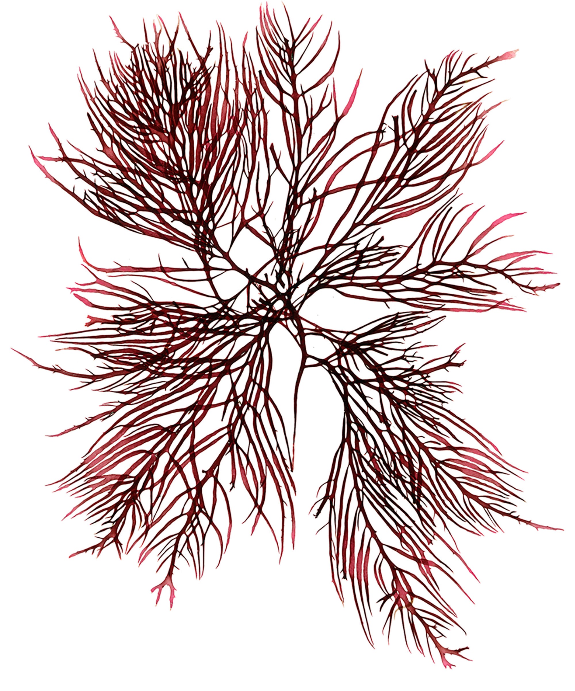 Agardh's Red