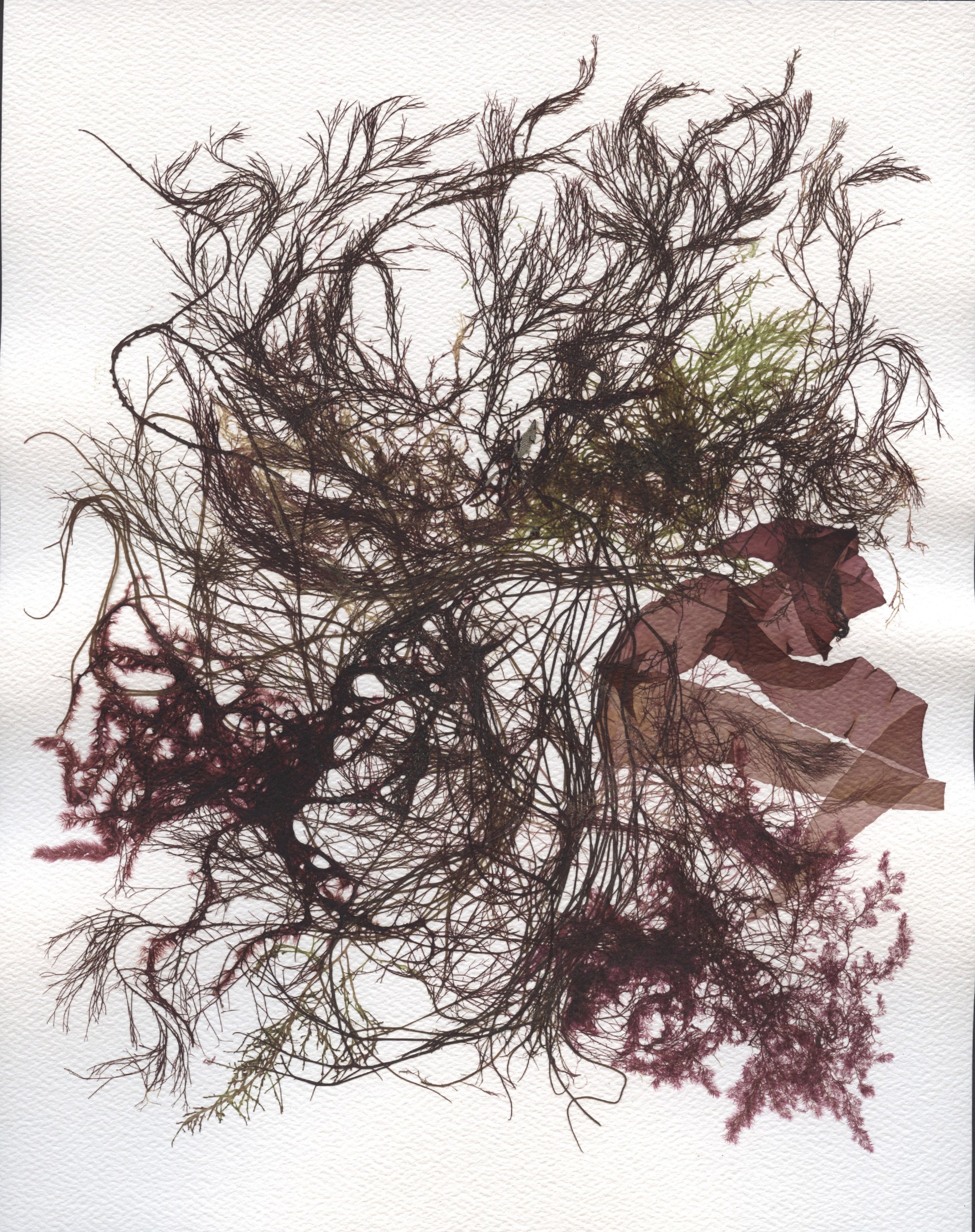 Original Seaweed Botanical Pressing: Autumn Coastal Collage