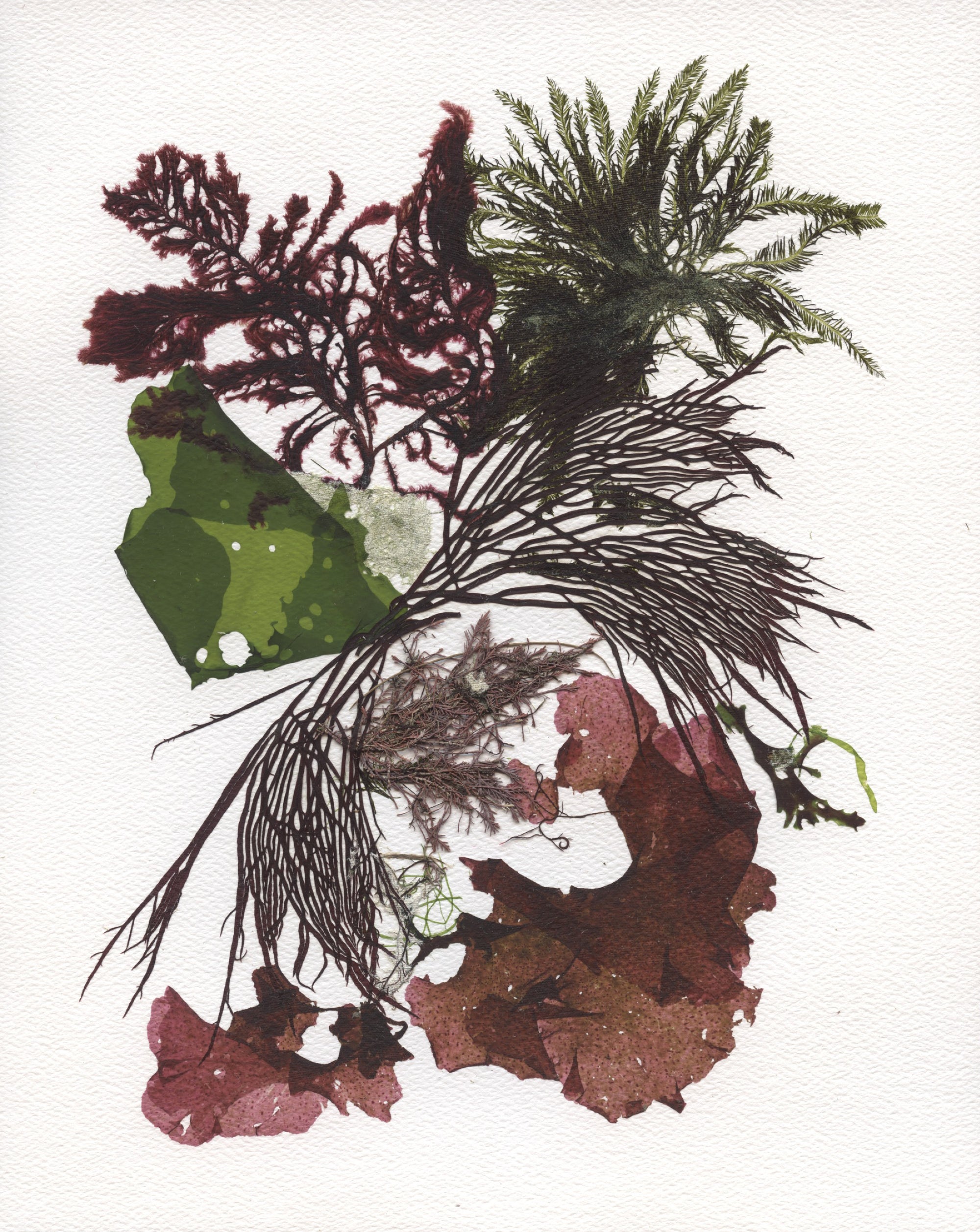 Original Seaweed Botanical Pressing: Autumn Collage with Sea Fern & Chenille Seaweed