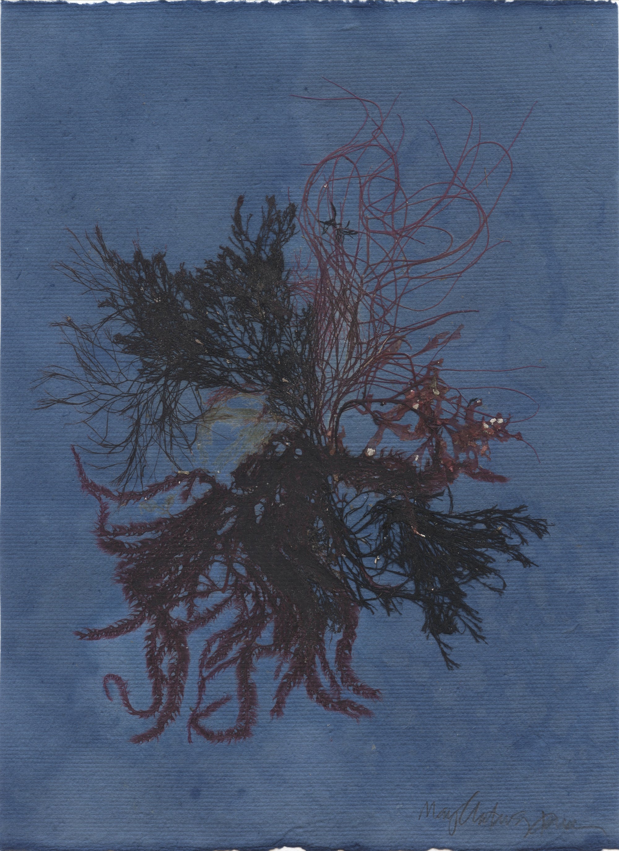 Original Seaweed & Cyanotype Botanical Pressing: Block Island Blue