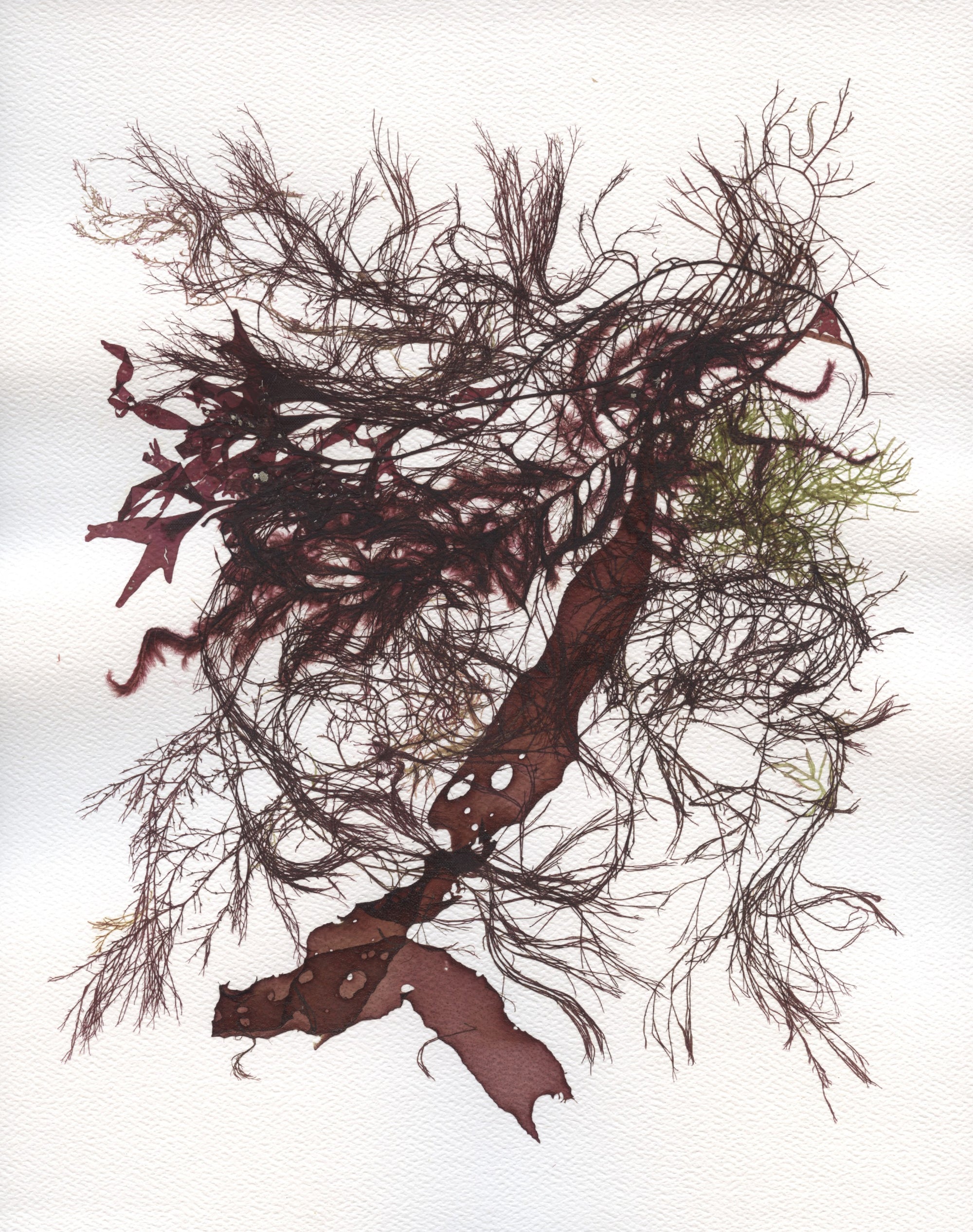 Original Seaweed Botanical Pressing: Brenton Point Seaweed Tassel