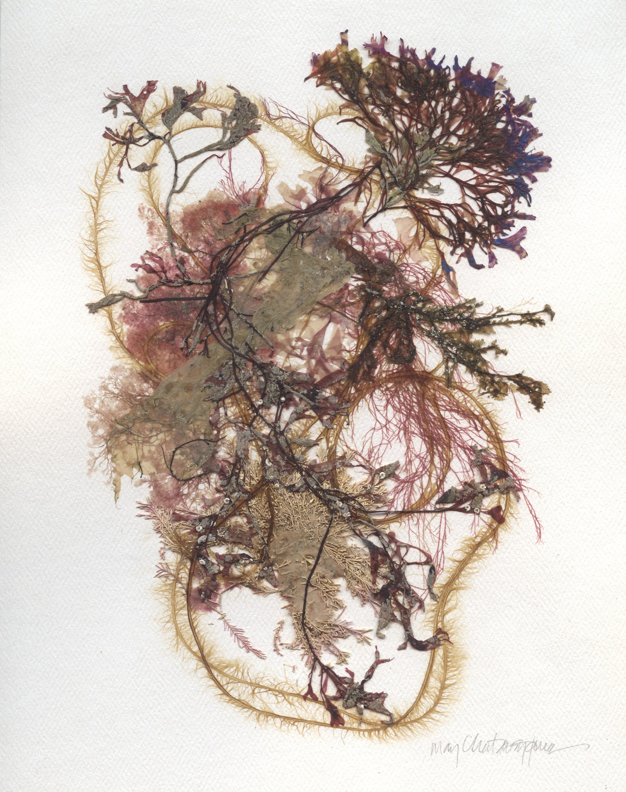 Original Seaweed Botanical Pressing: Brenton Tangle