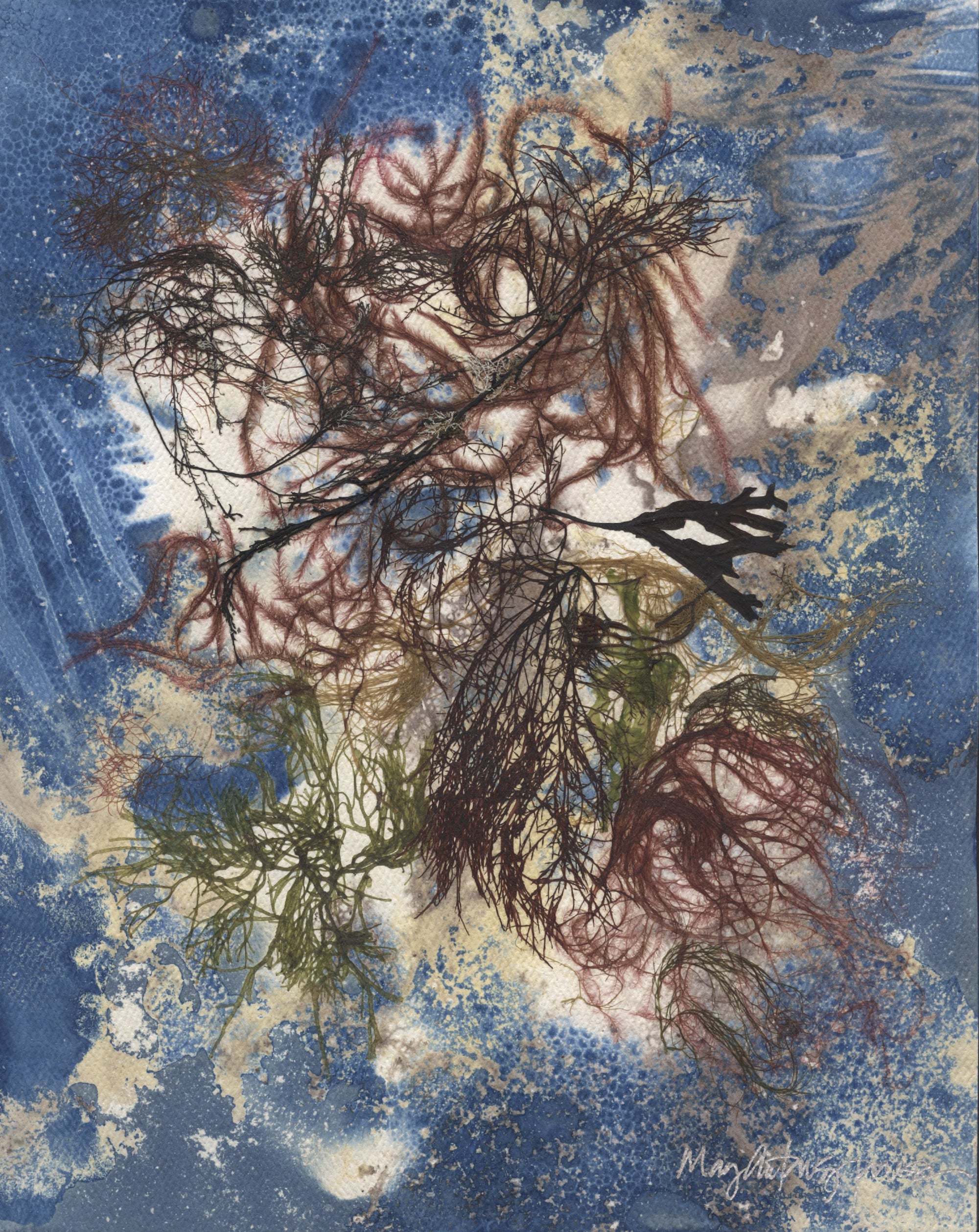 Original Seaweed Botanical Pressing: Tide Pool Series: Truro Cape Cod Collage