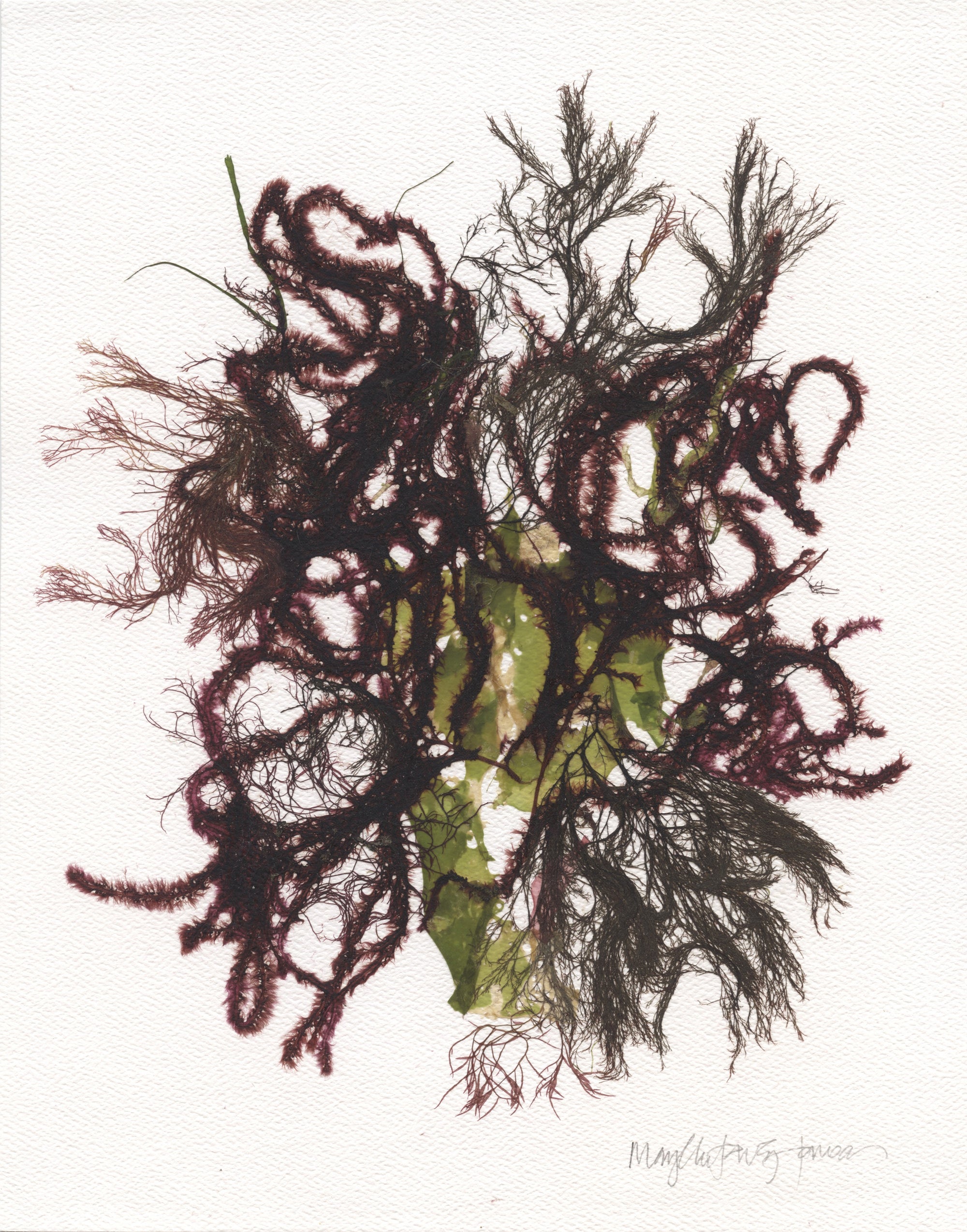 Original Seaweed Botanical Pressing: Chenille Collage