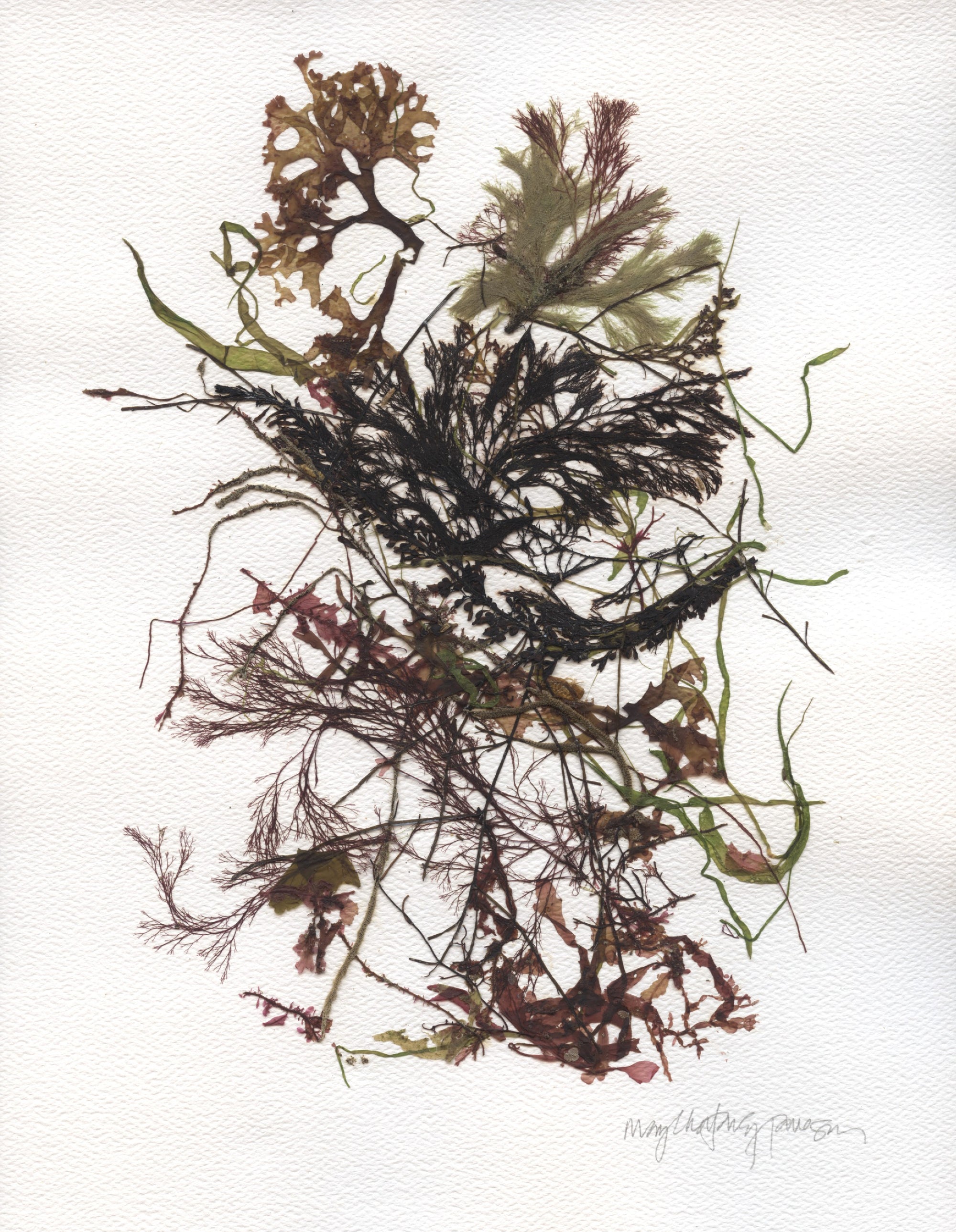 Original Seaweed Botanical Pressing: County Mayo Collage (Ireland)