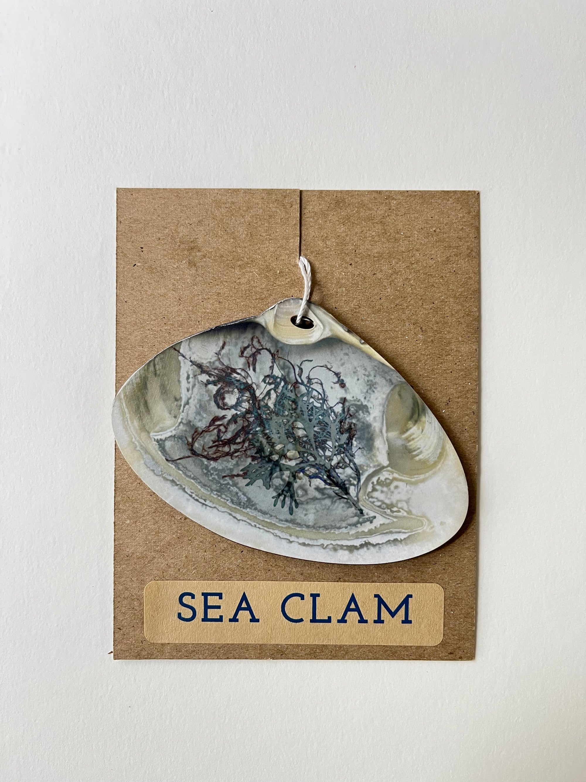 Sea Clam Ornament