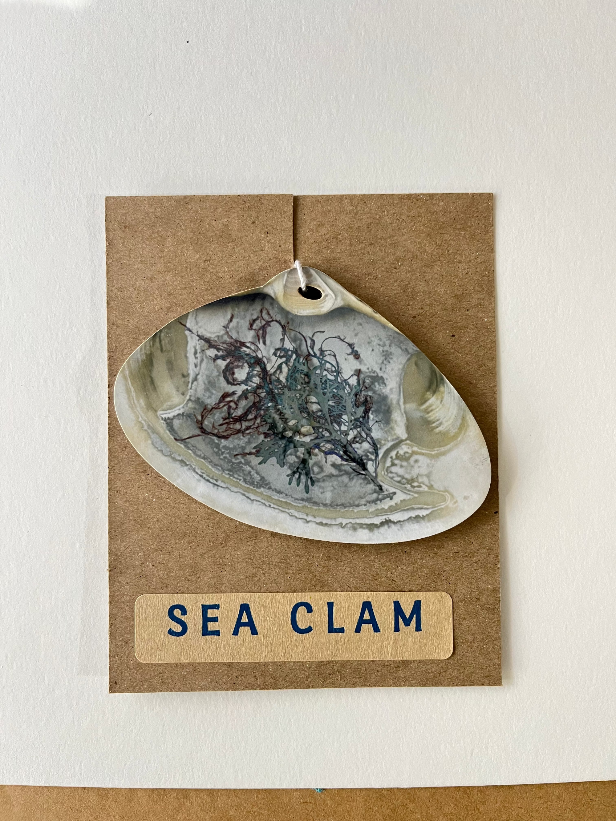 Sea Clam Ornament