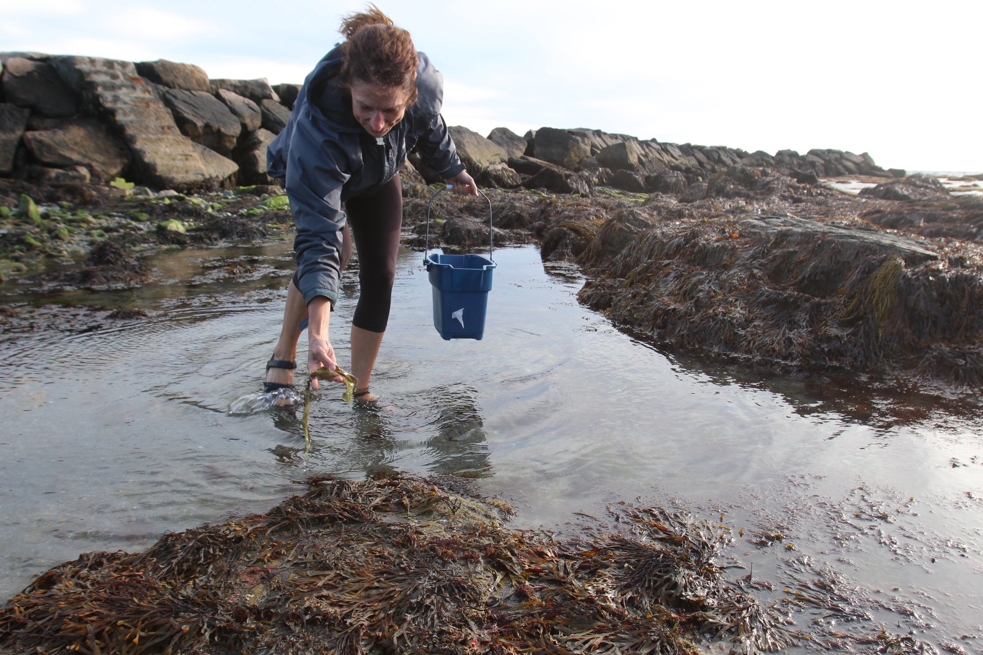 Original Seaweed Botanical Pressing: Brenton Point Seaweed Tassel