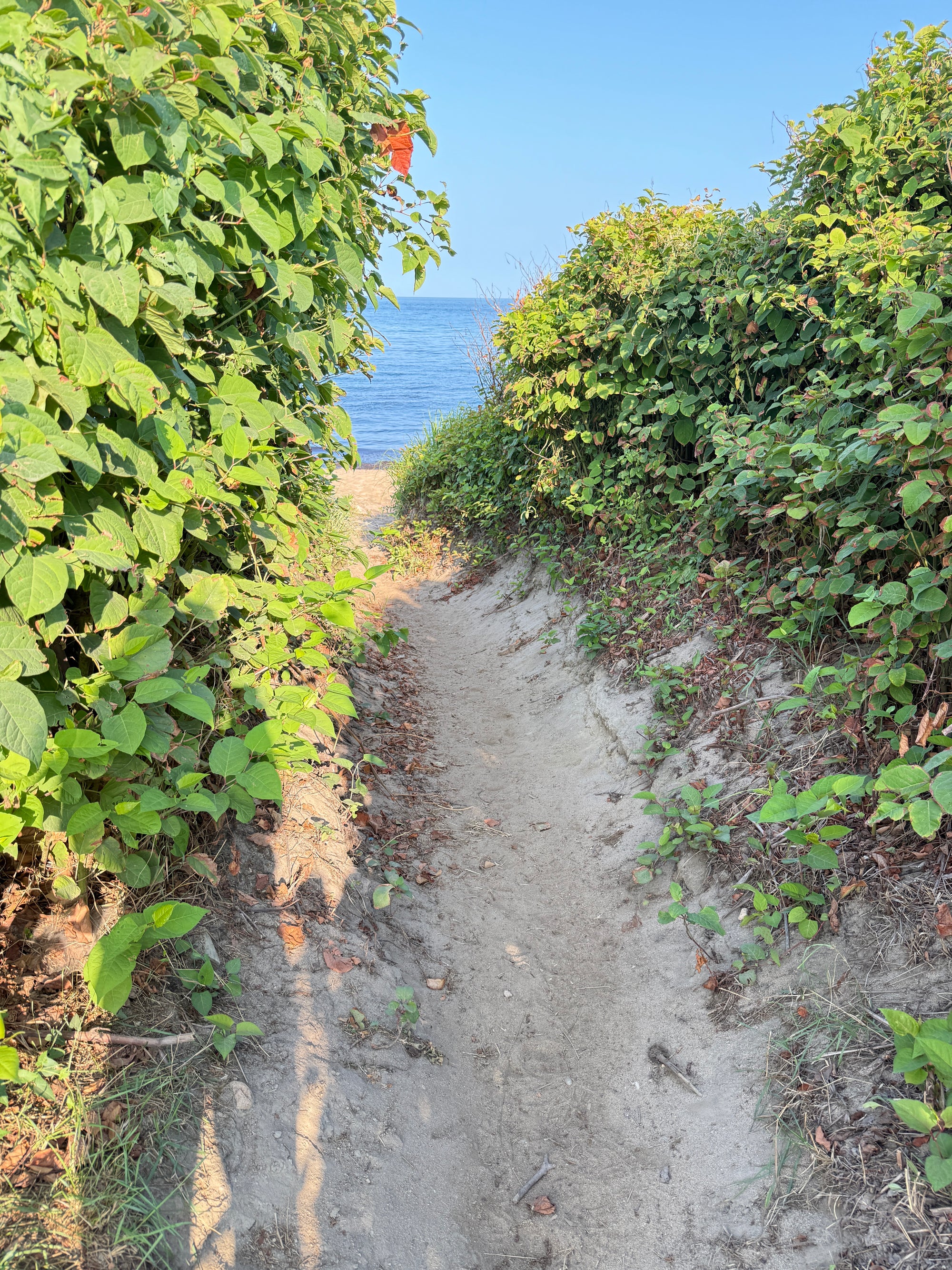 Seaweed Pressing Workshop – Block Island | July 19