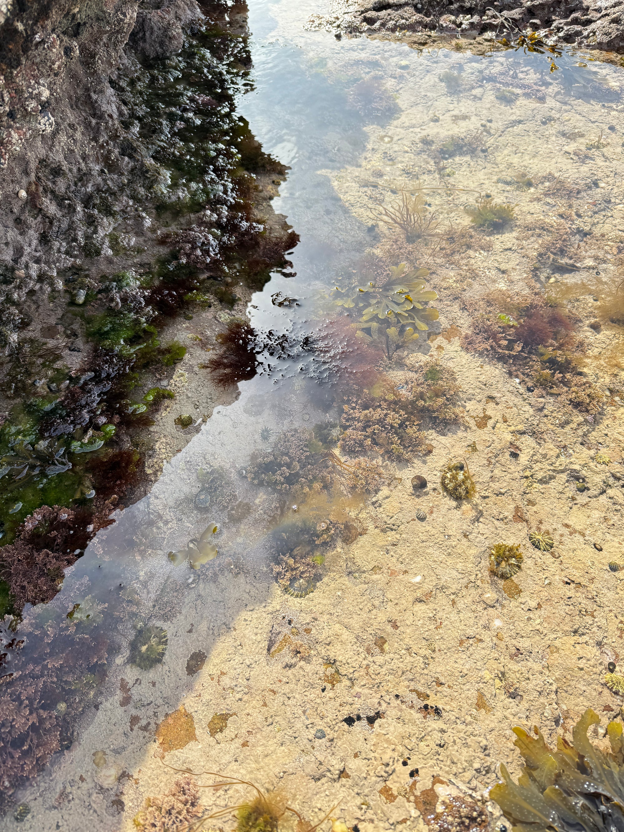 Original Seaweed Botanical Pressing: County Mayo Collage (Ireland)