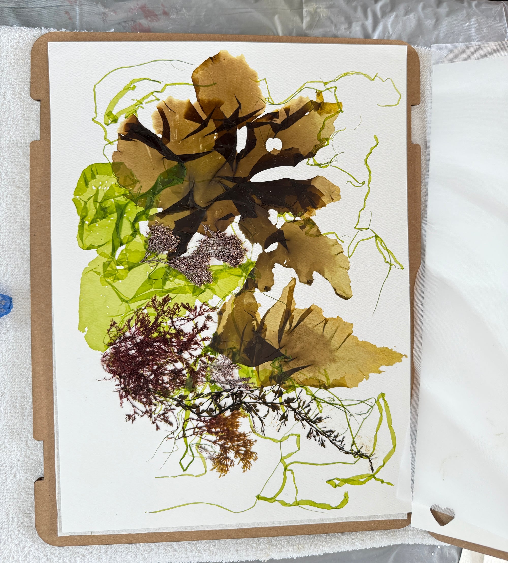 Seaweed Pressing Workshop 6/6/26