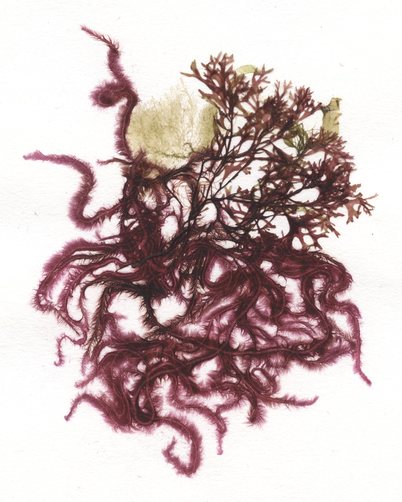 Original Marine Botanical Pressing: Irish & Chenille Collage