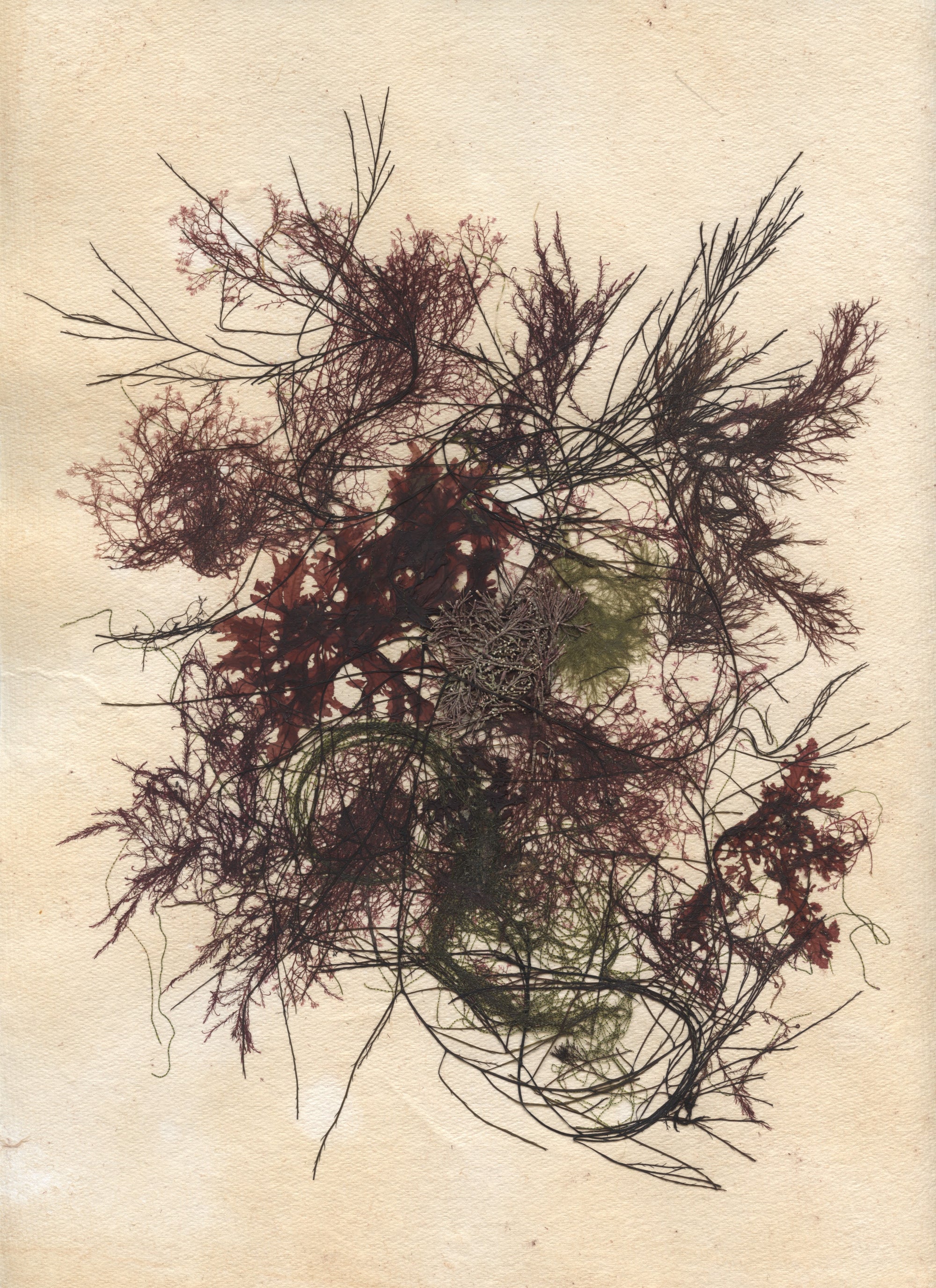 Original Seaweed Botanical Pressing: Maine Coast Collage