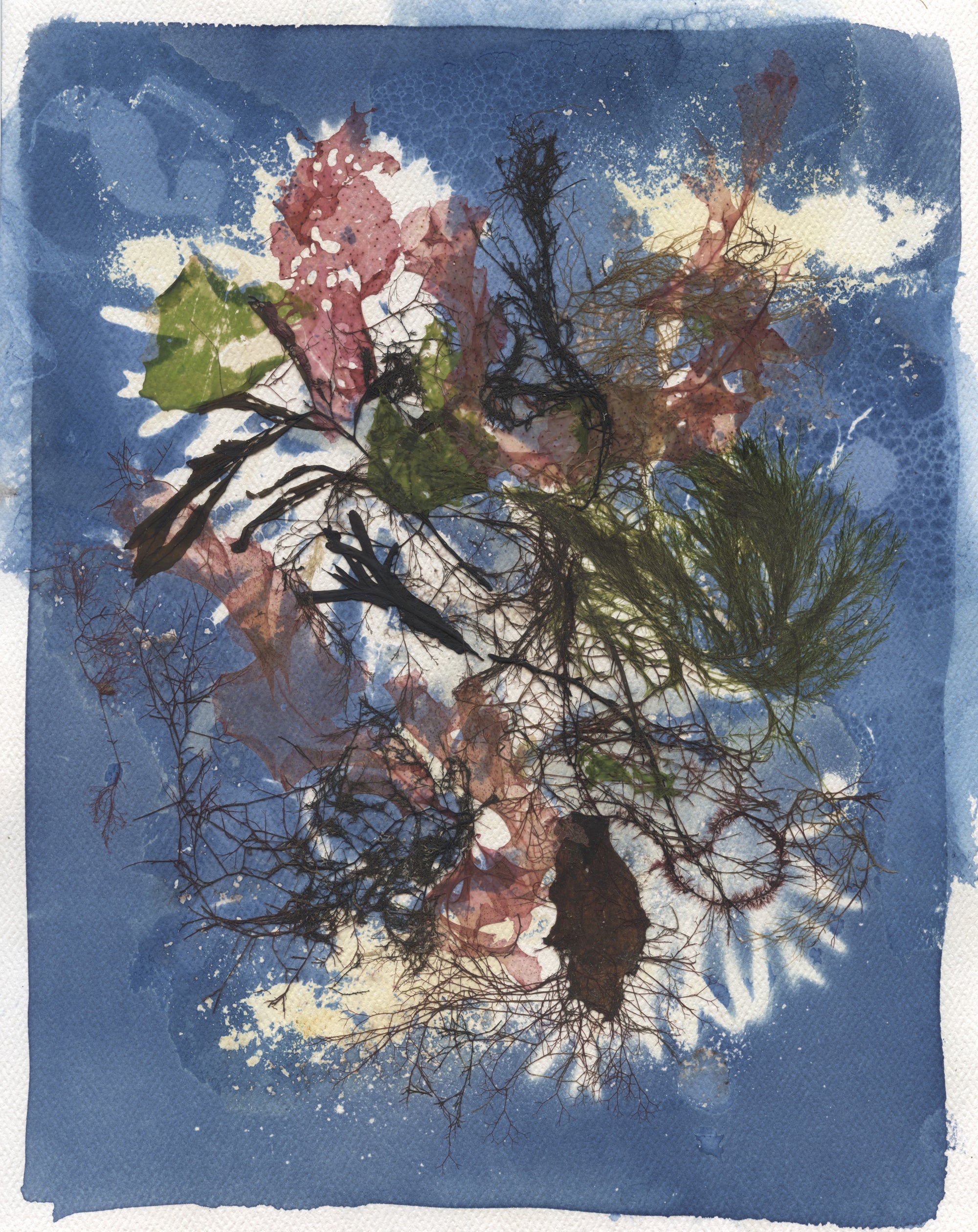 Original Seaweed Botanical Pressing: Narragansett Bay Seaweed and Cyanotype