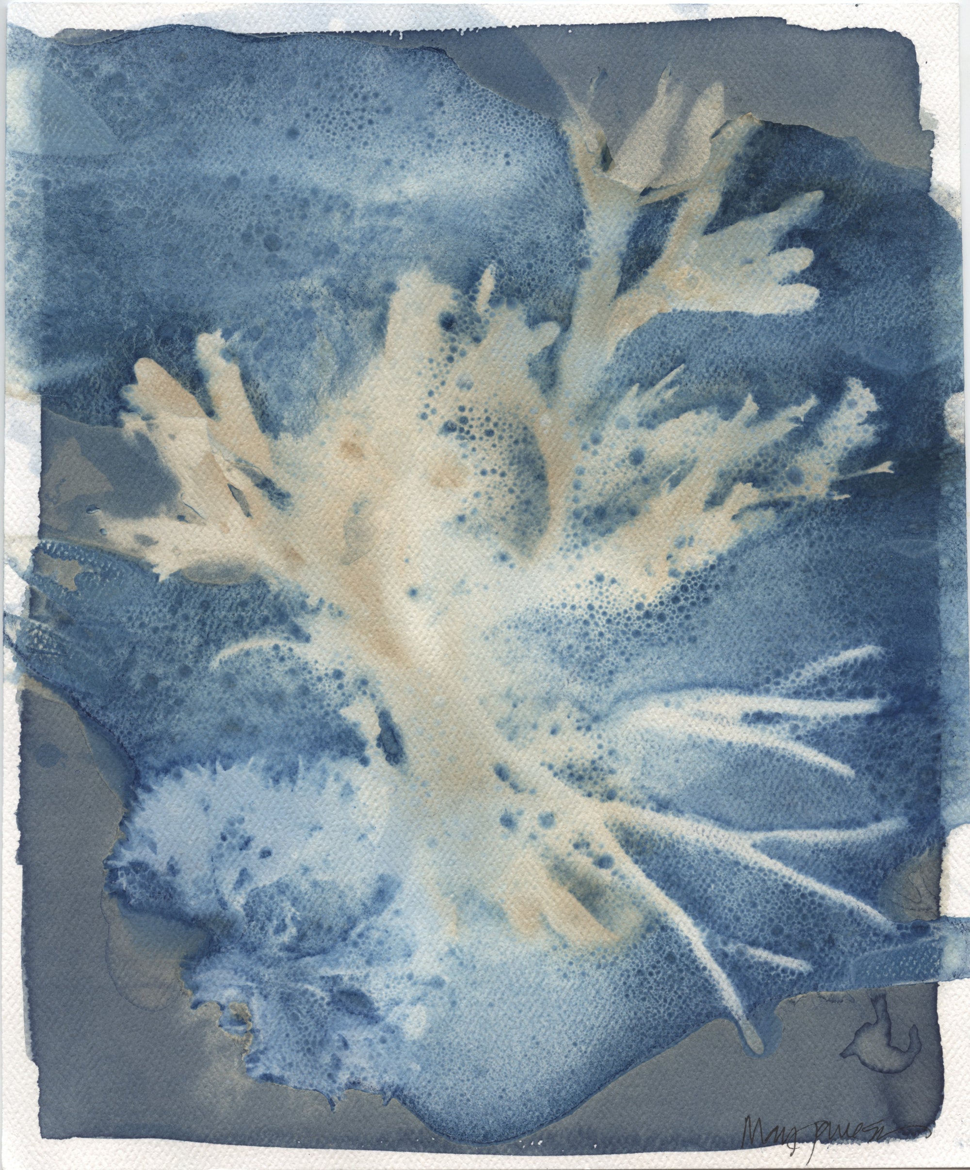 Original Seaweed Cyanotype: Narragansett Passage