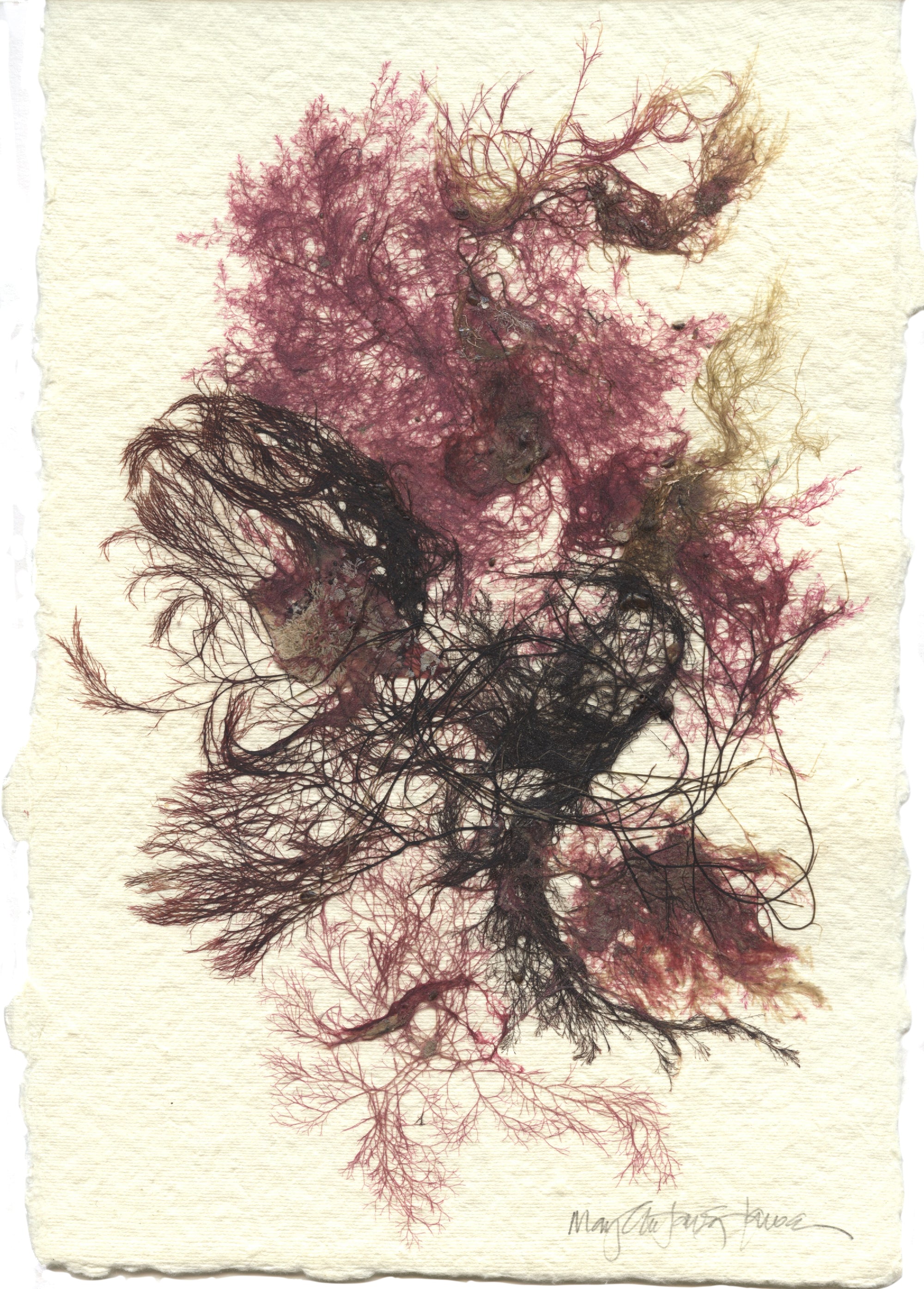 Original Seaweed Botanical Pressing: New England Island Collage
