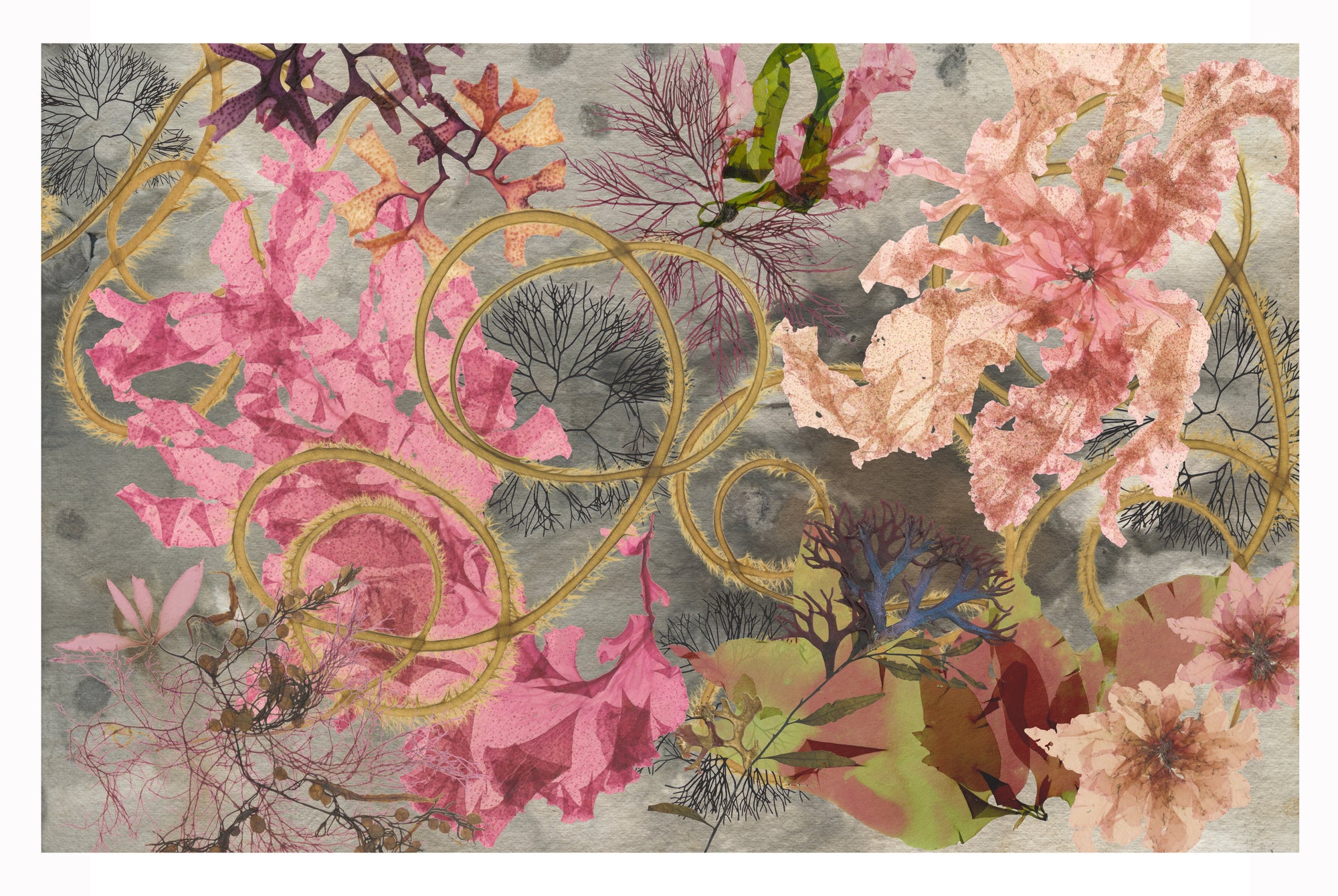 A Singularly Marine & Fabulous Produce: The Cultures of Seaweed – Exhibition Catalogue