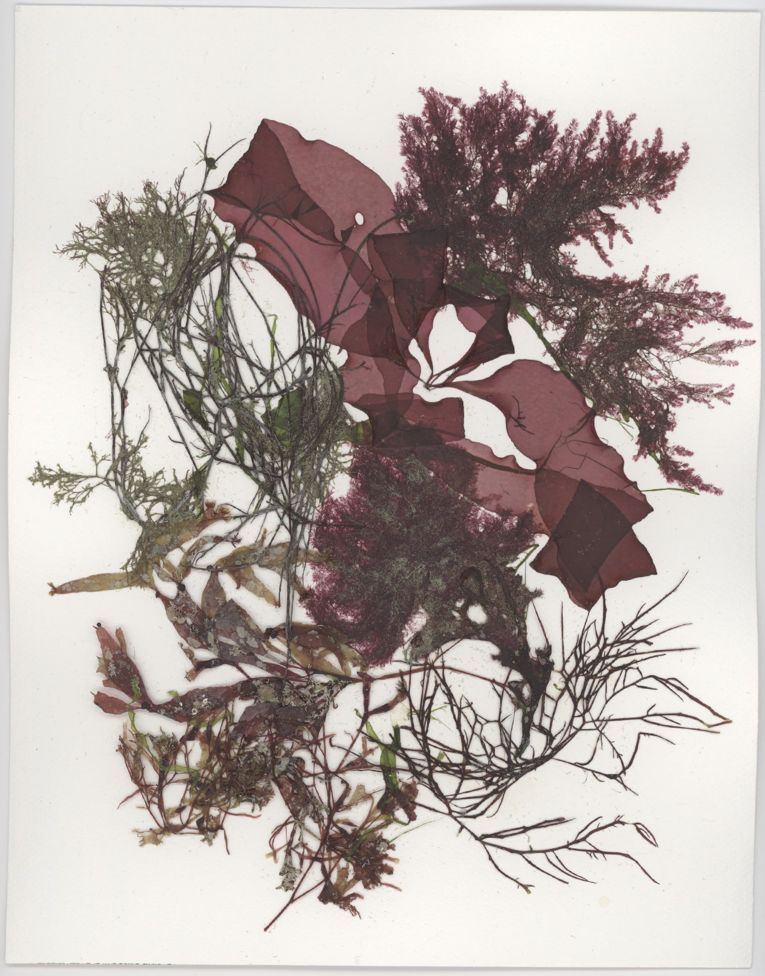 Original Marine Botanical Pressing: Sakonnet Winter Collage