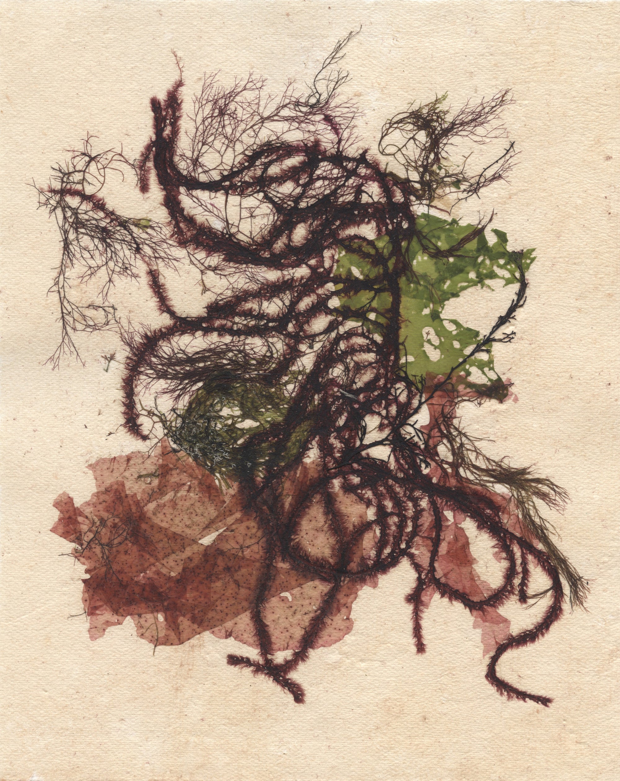 Original Seaweed Botanical Pressing: Sakonnet Tide Pool Collage