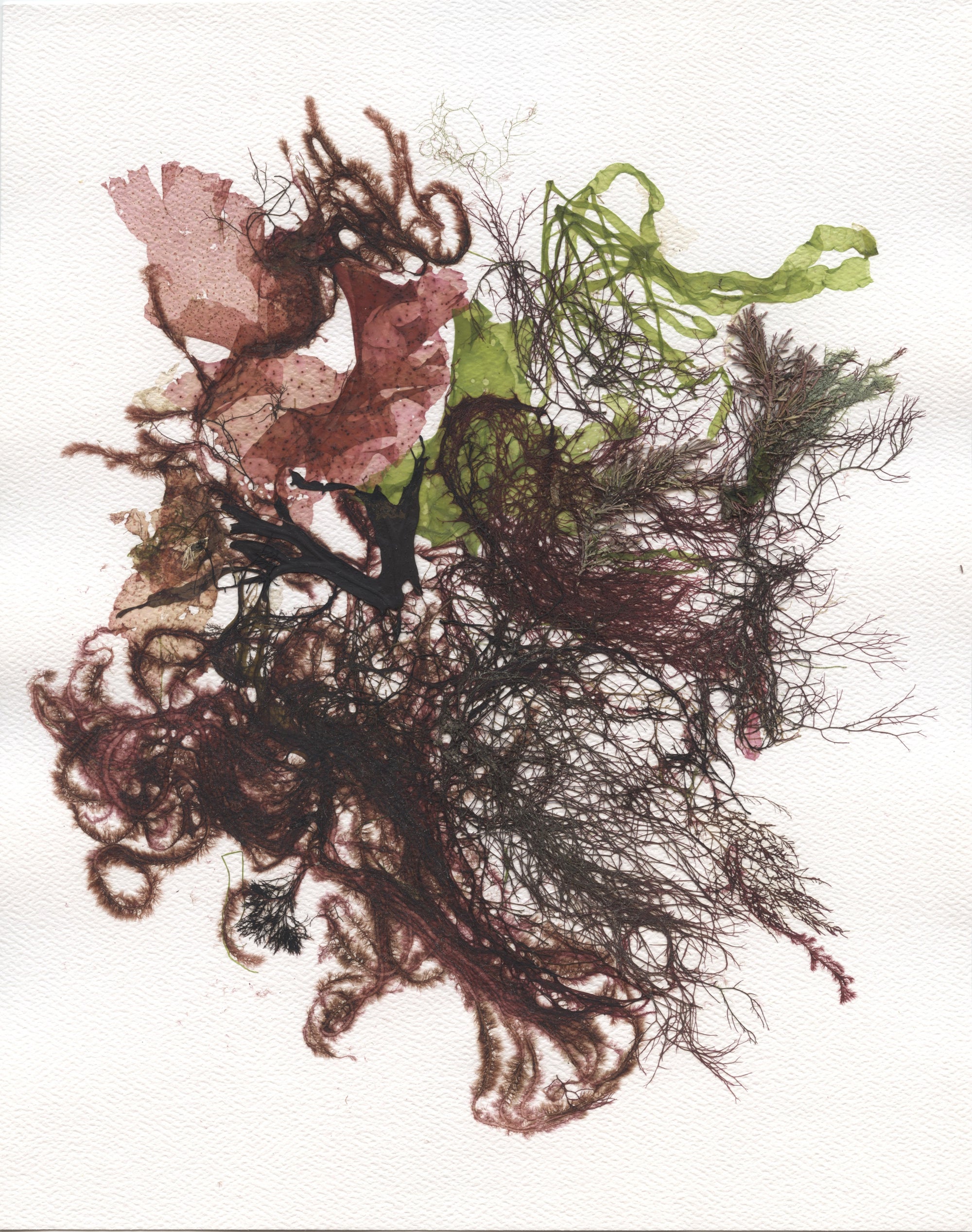 Original Seaweed Botanical Pressing: Salty Spray Collage