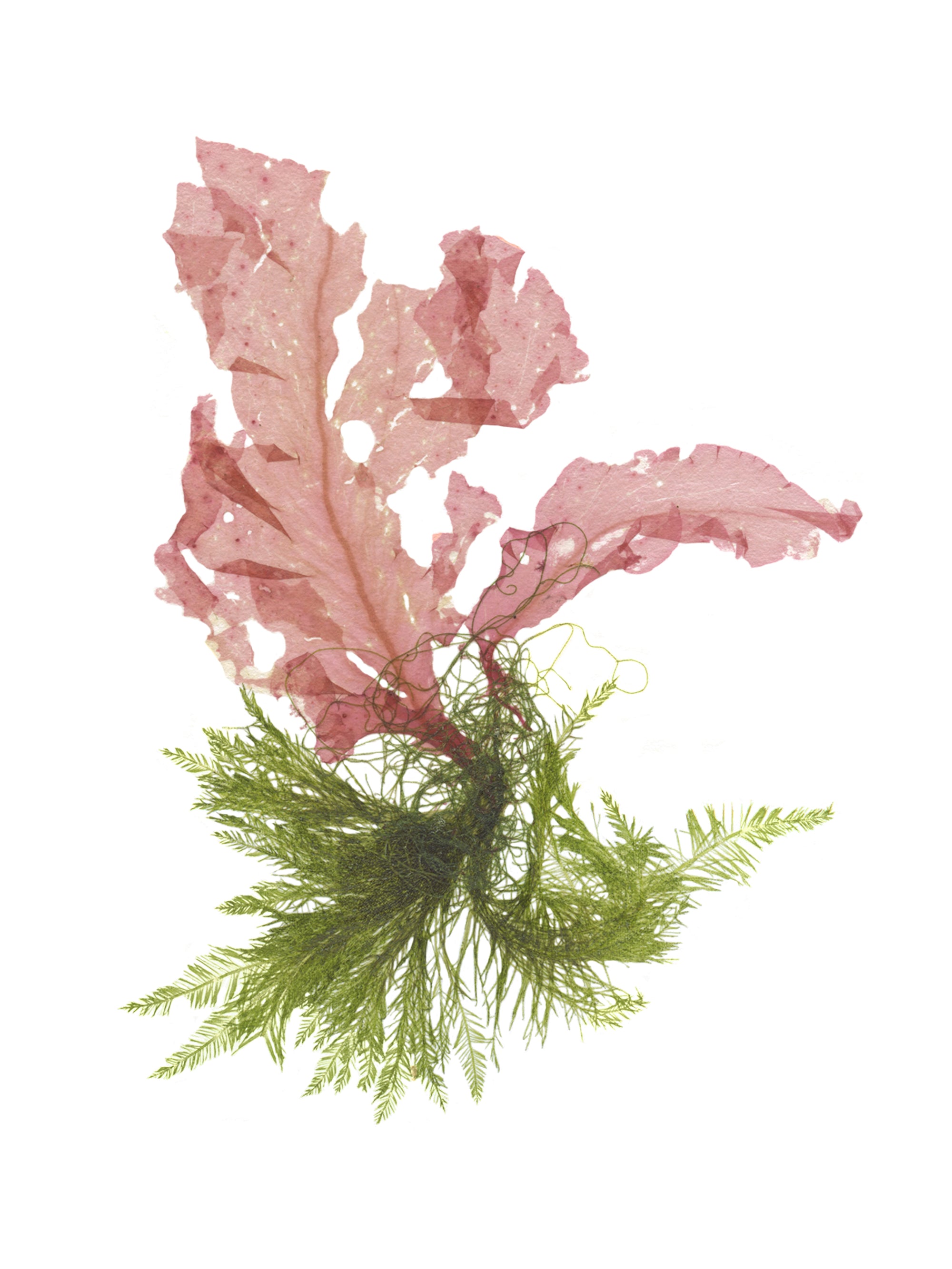 Custom Seaweed Pressing Workshop, Bachelorette Package