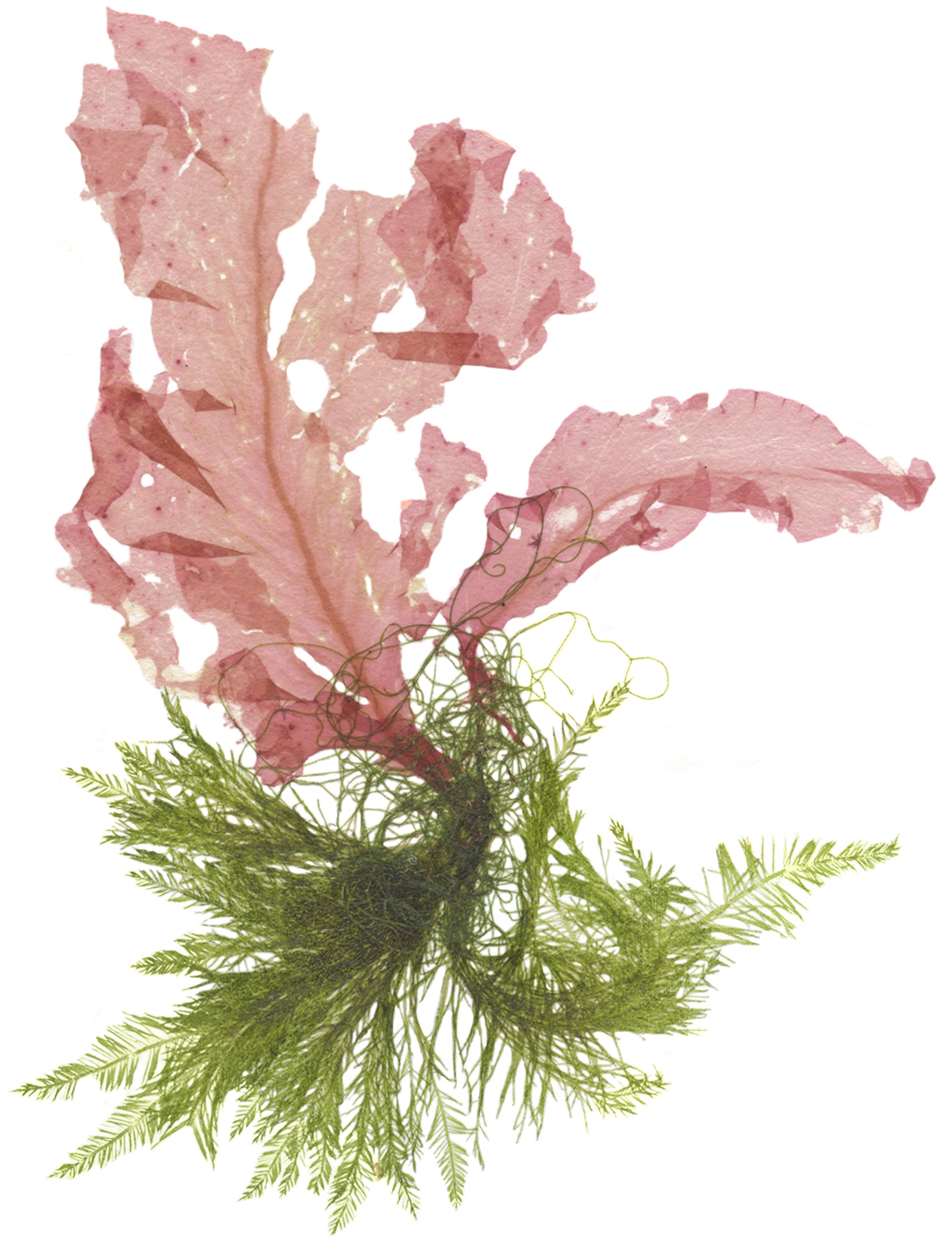 Sea Fern and Grinnell Collage