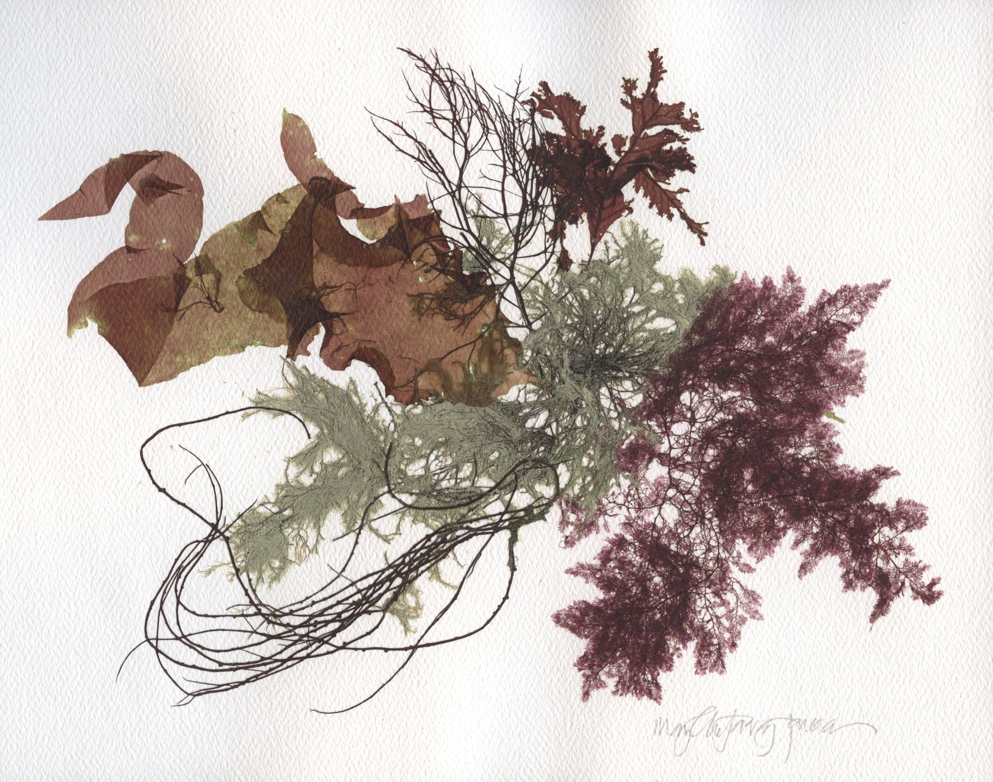 Original Seaweed Botanical Pressing: Seaweed Collage with Oakleaf, Laver & Beautyweed