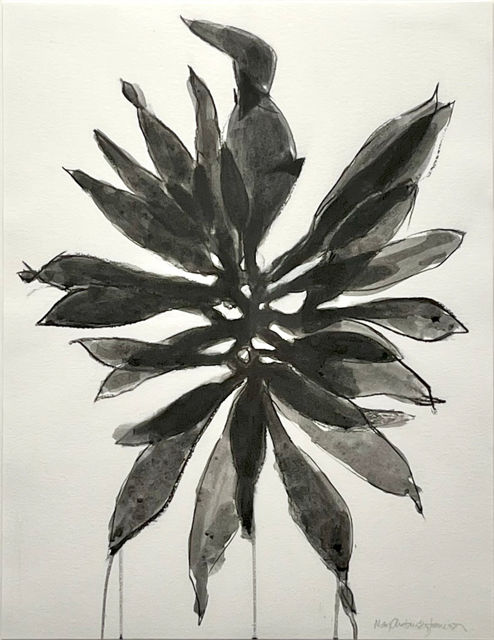 Seaweed Drawing